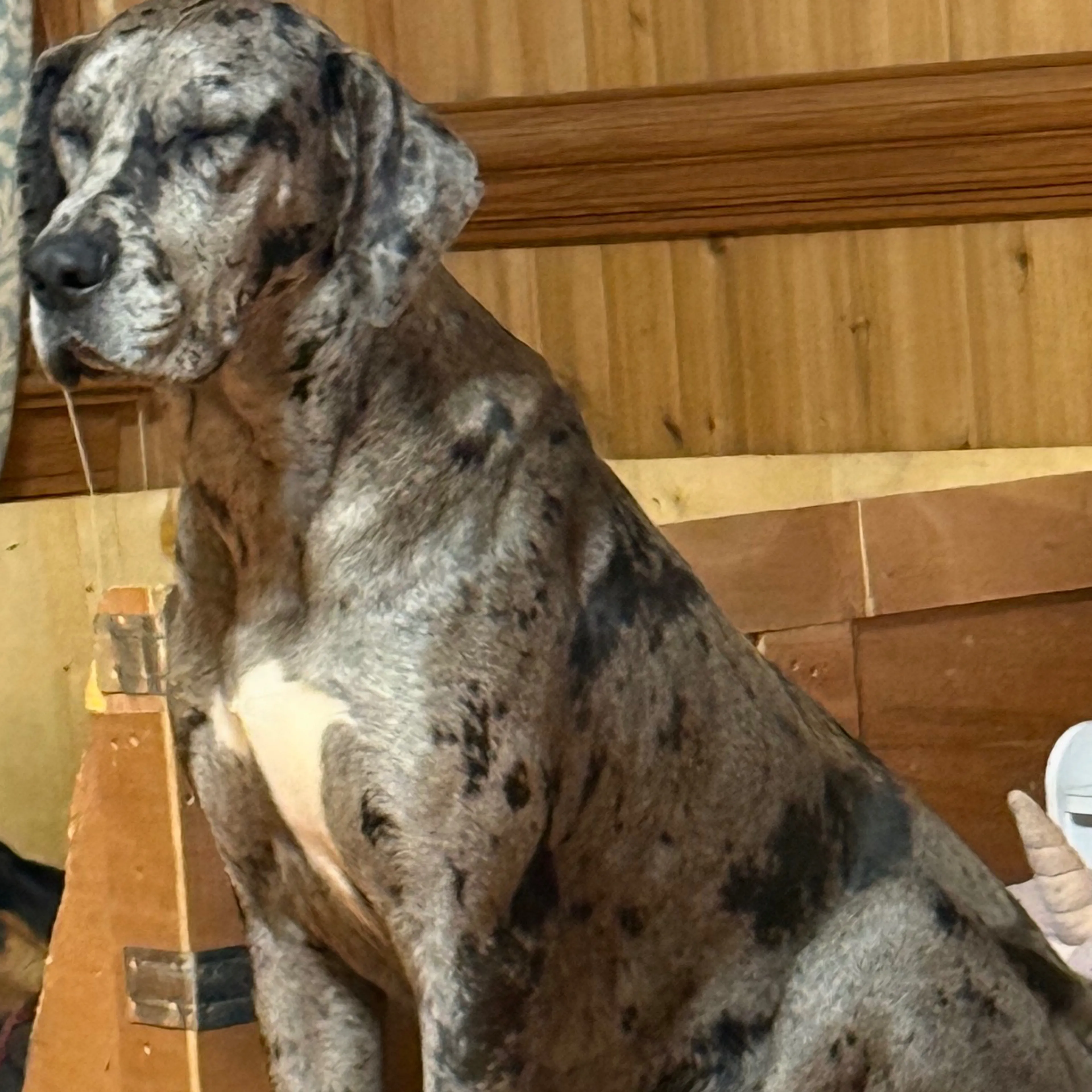 Lost pet-2