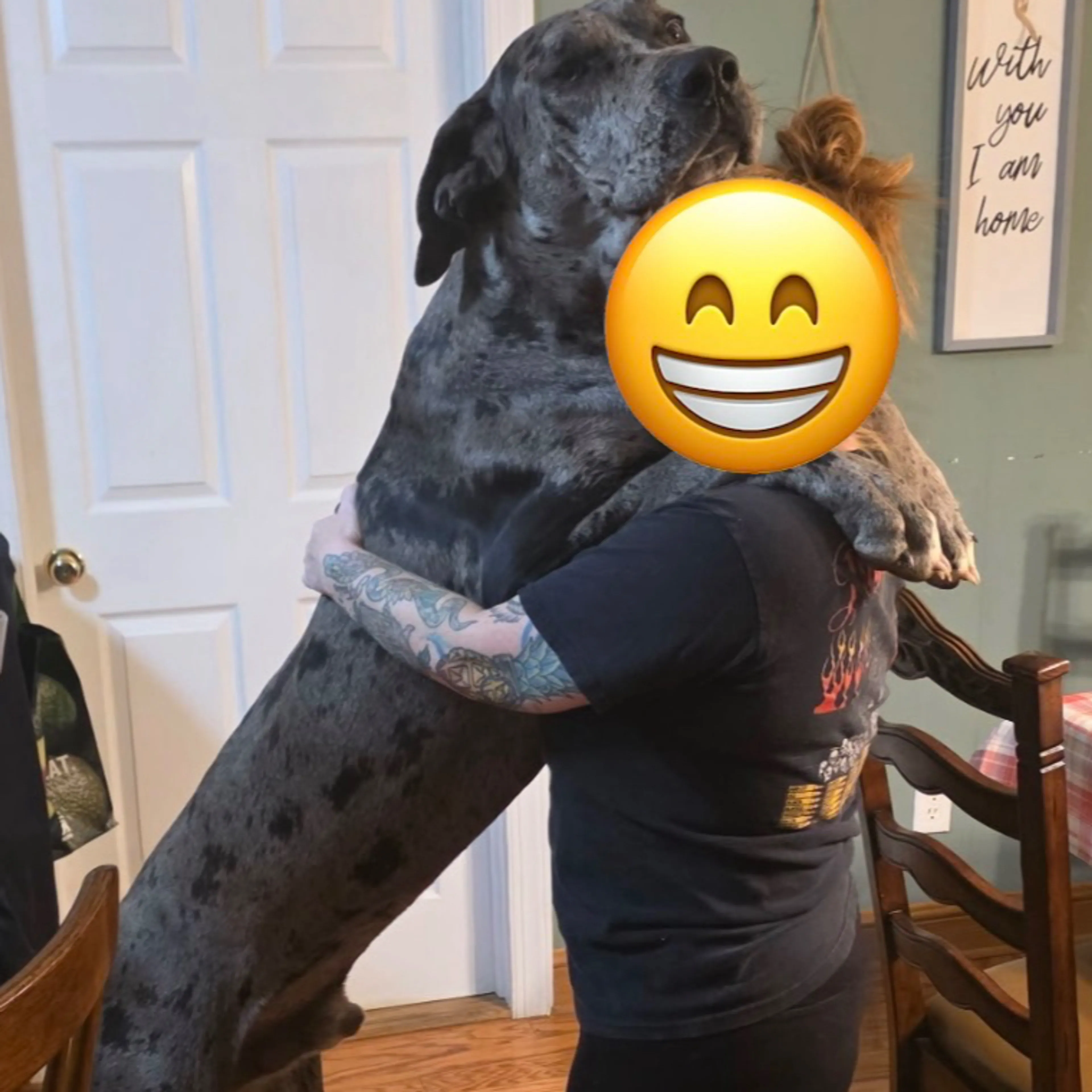 Lost pet-3