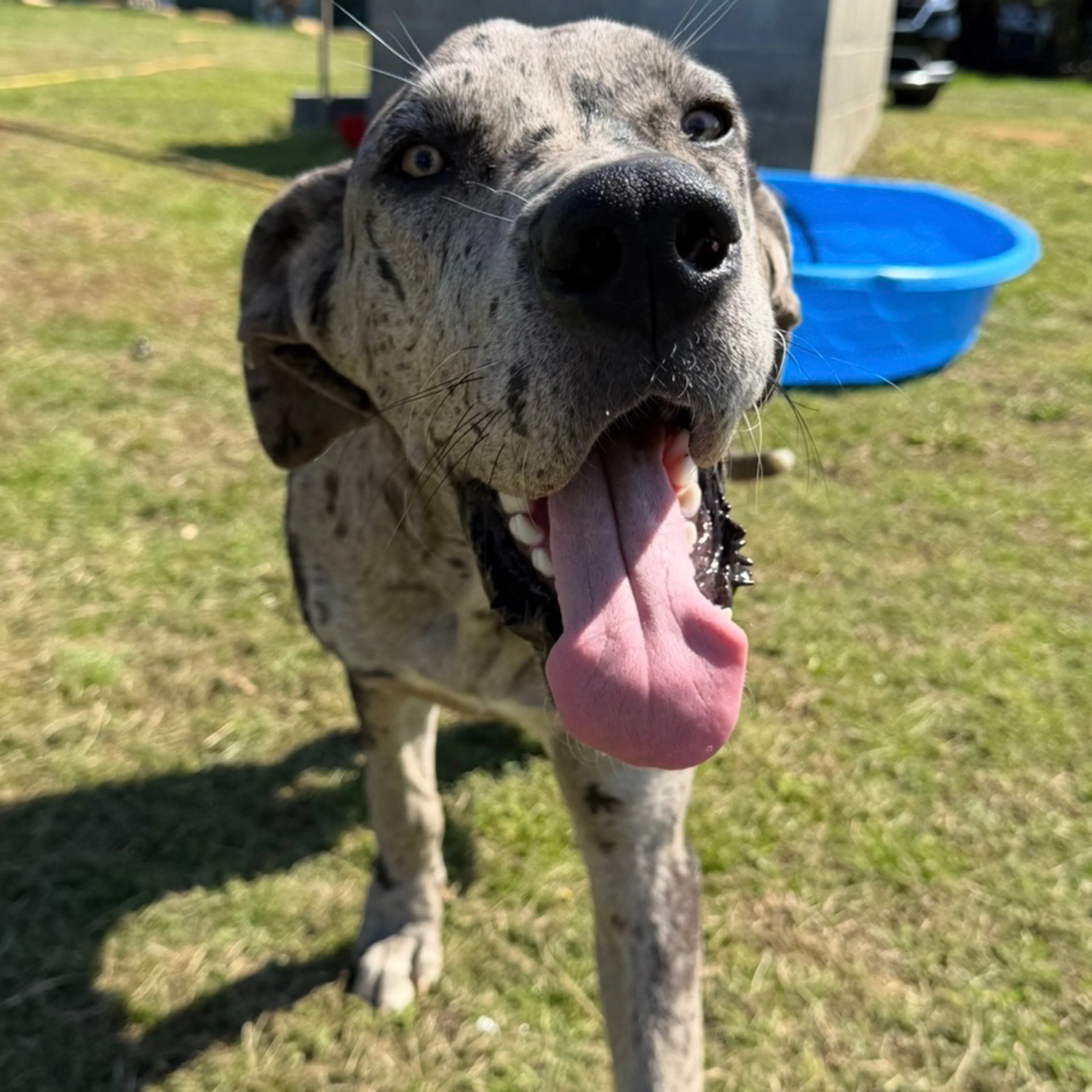 Lost pet-1