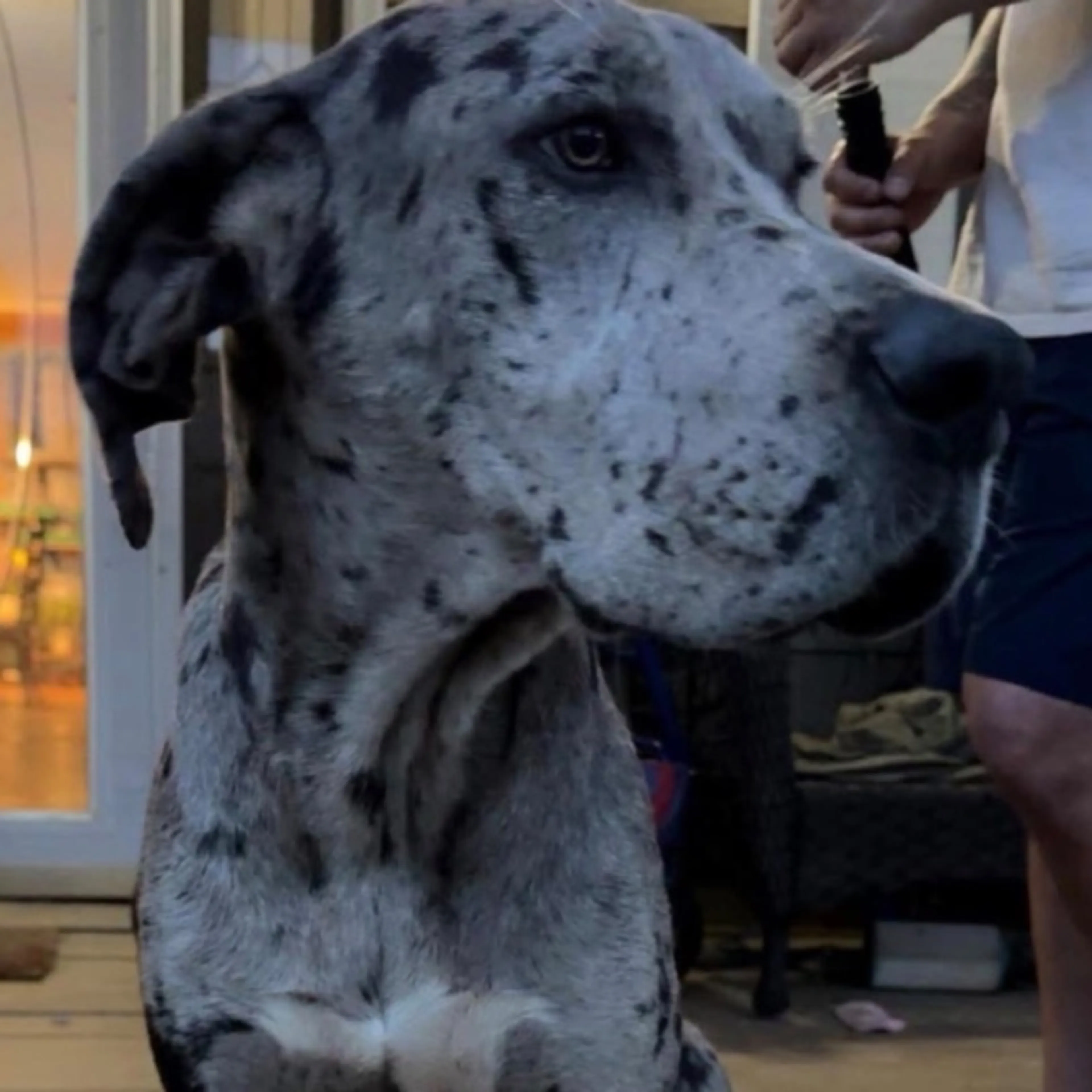 Lost pet-0