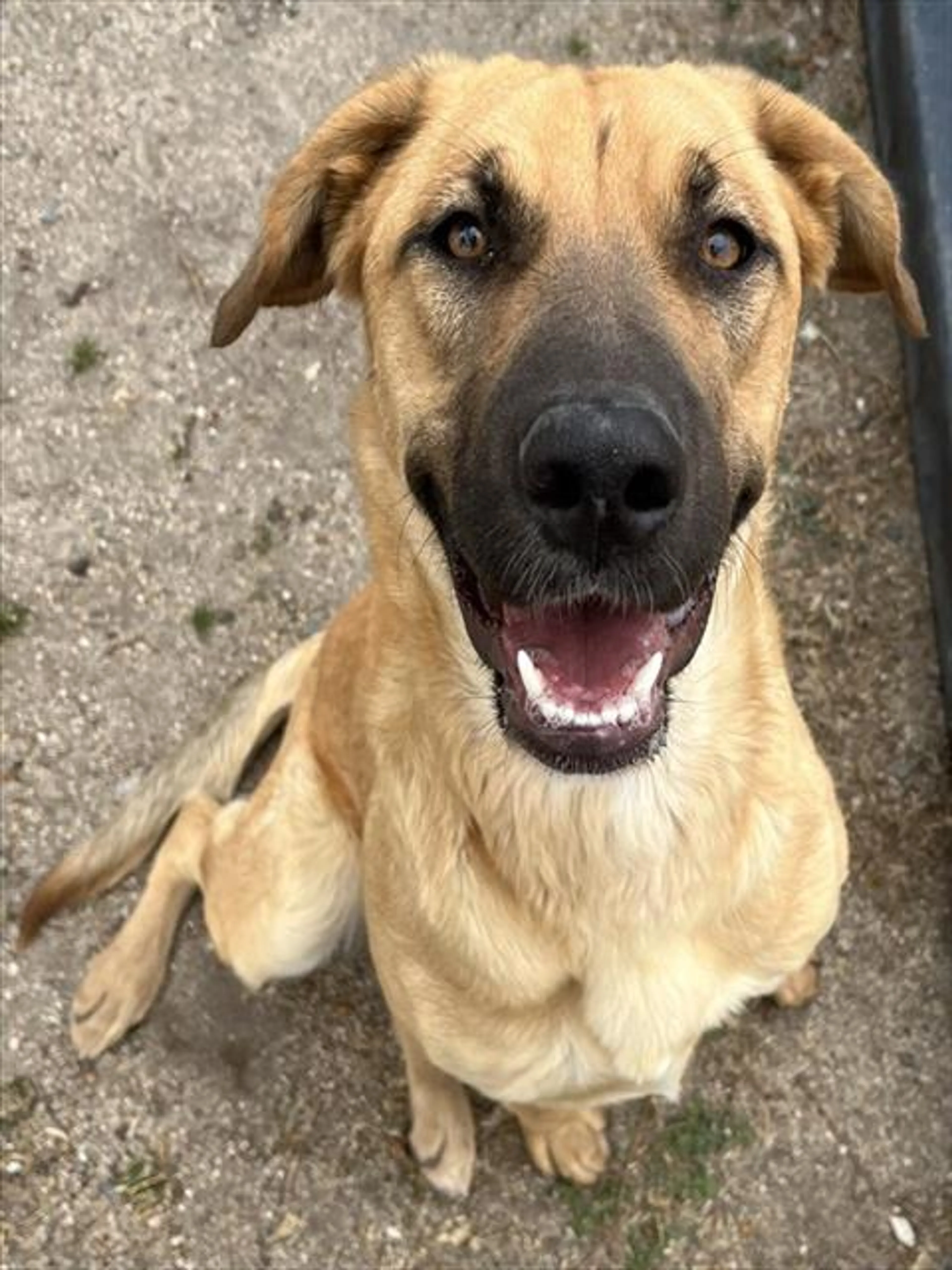 Found pet