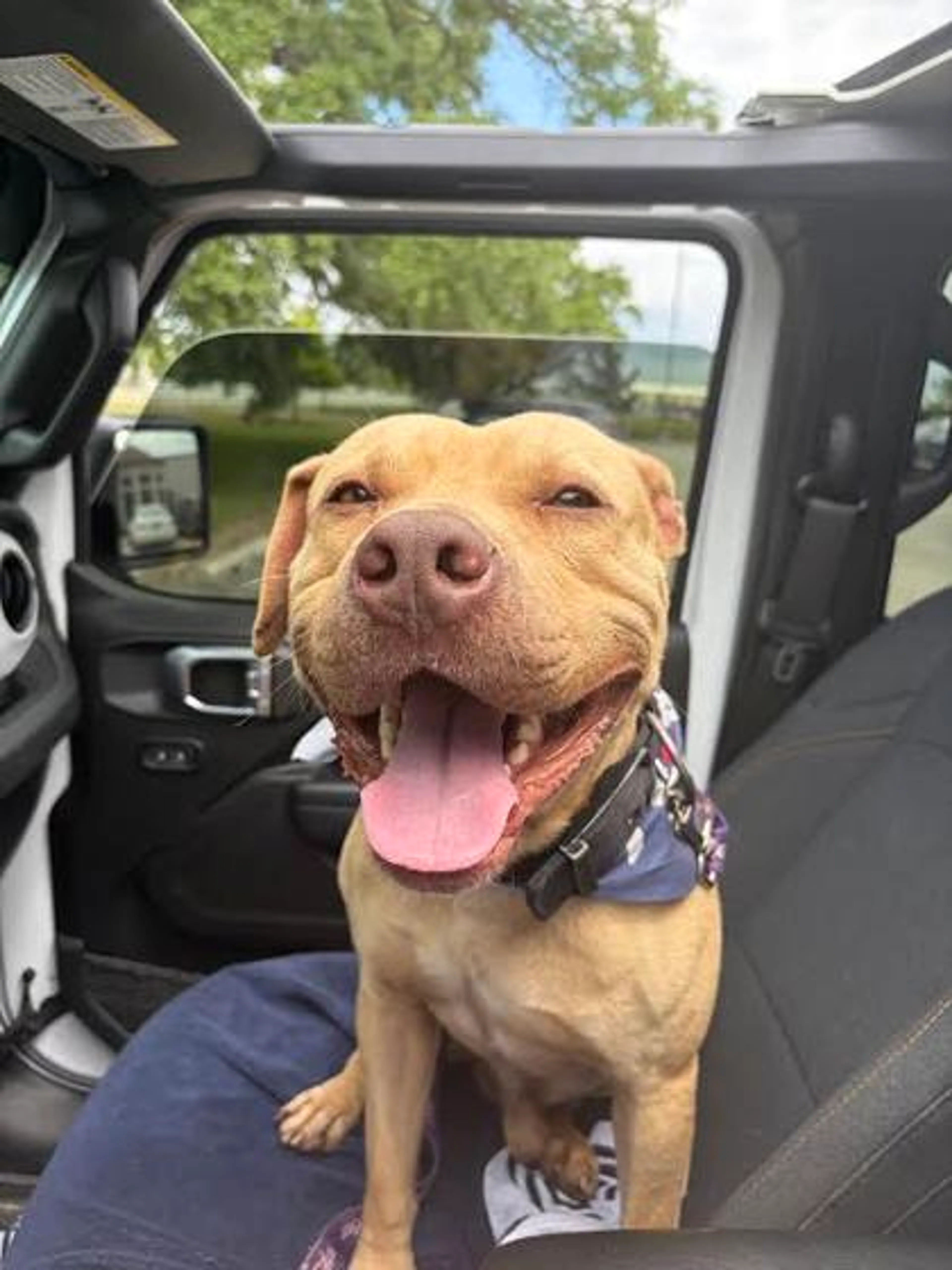 Found pet-2