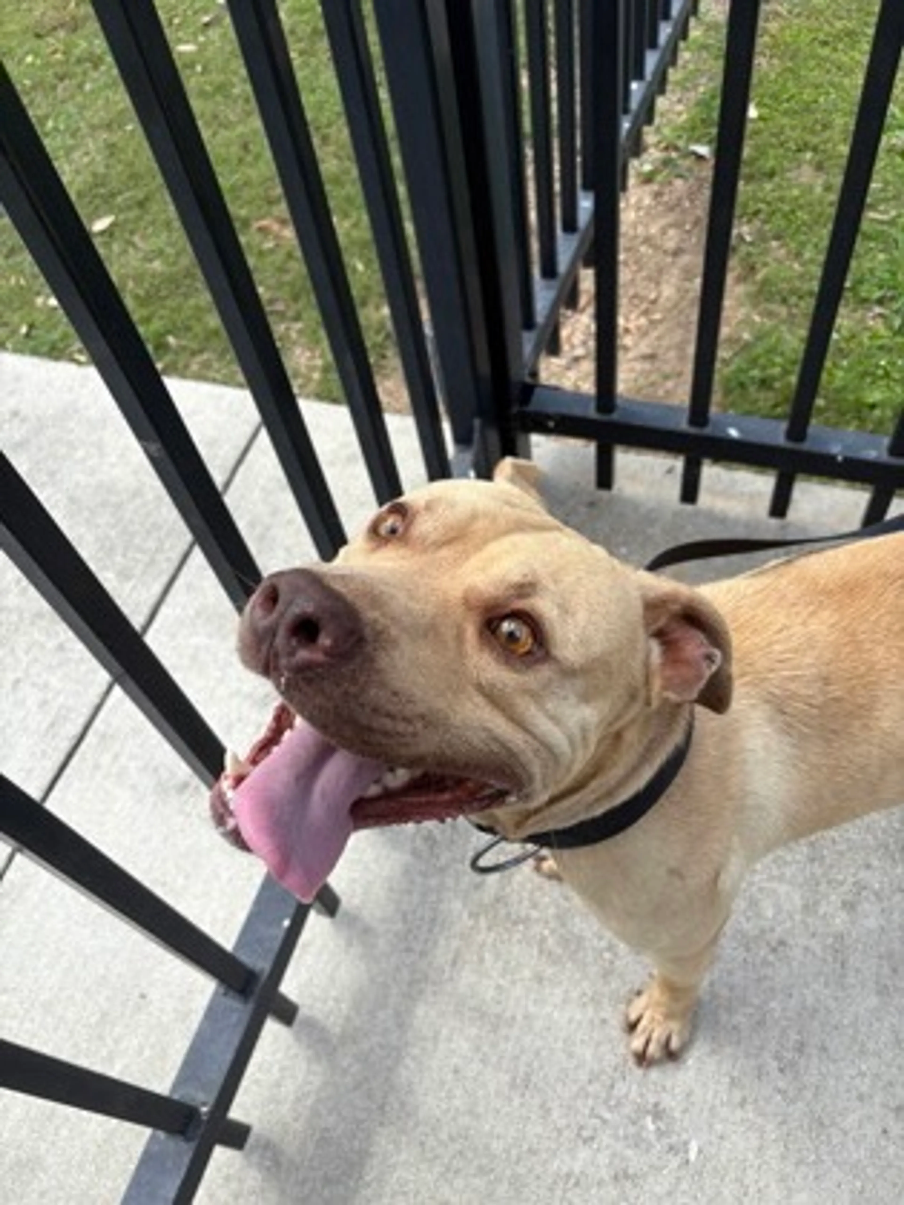 Found pet-1