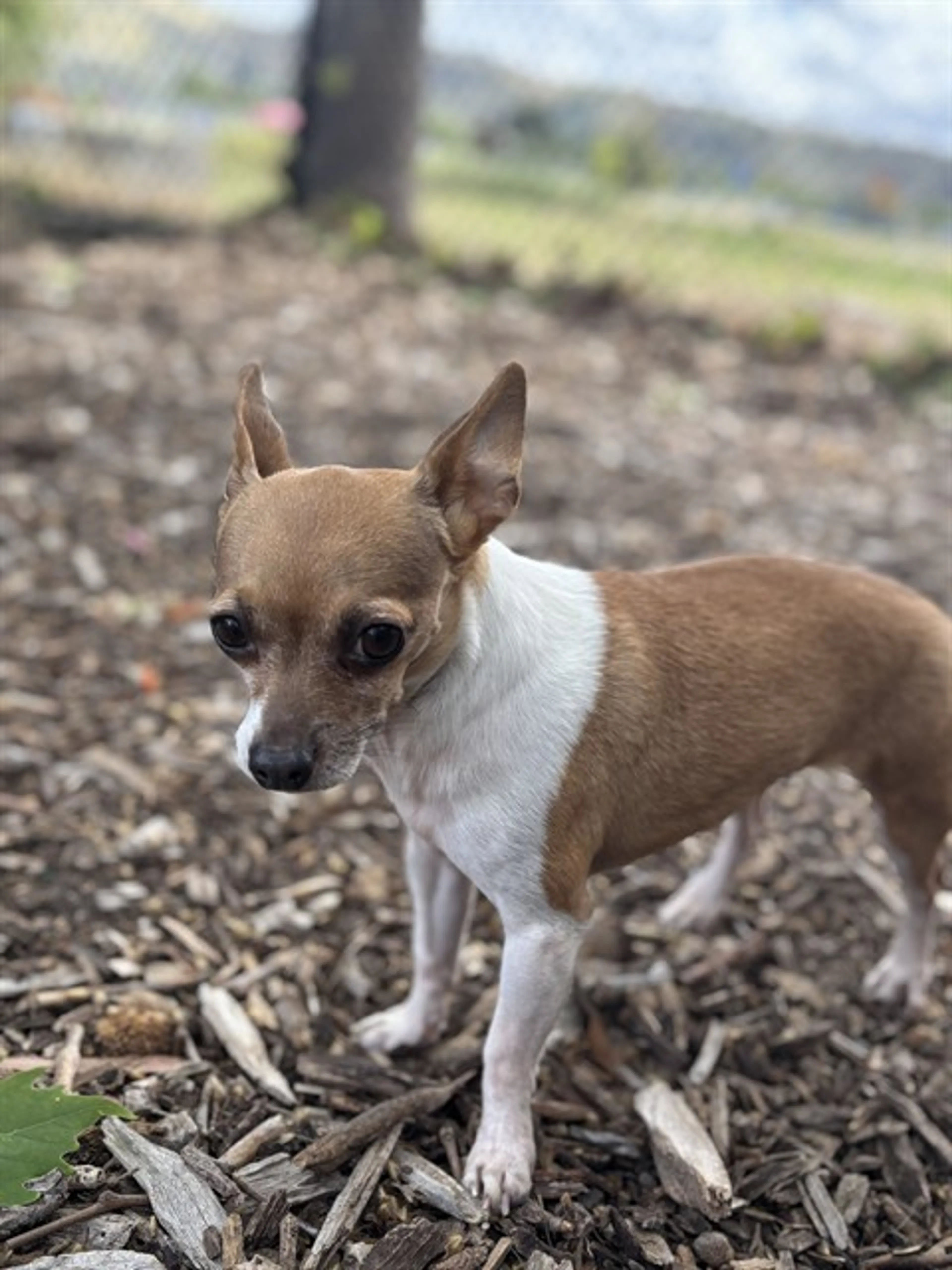 Found pet