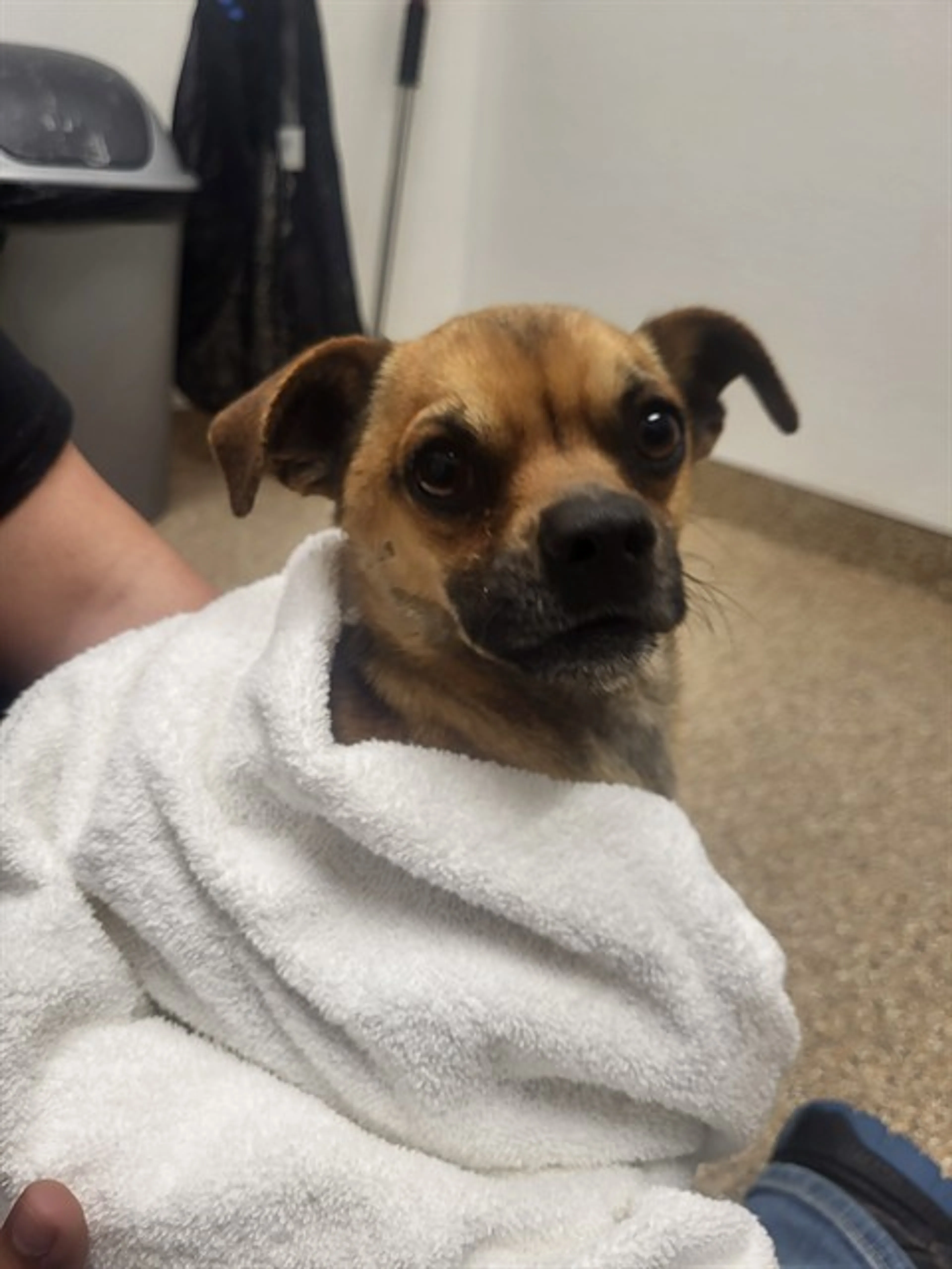 Found pet