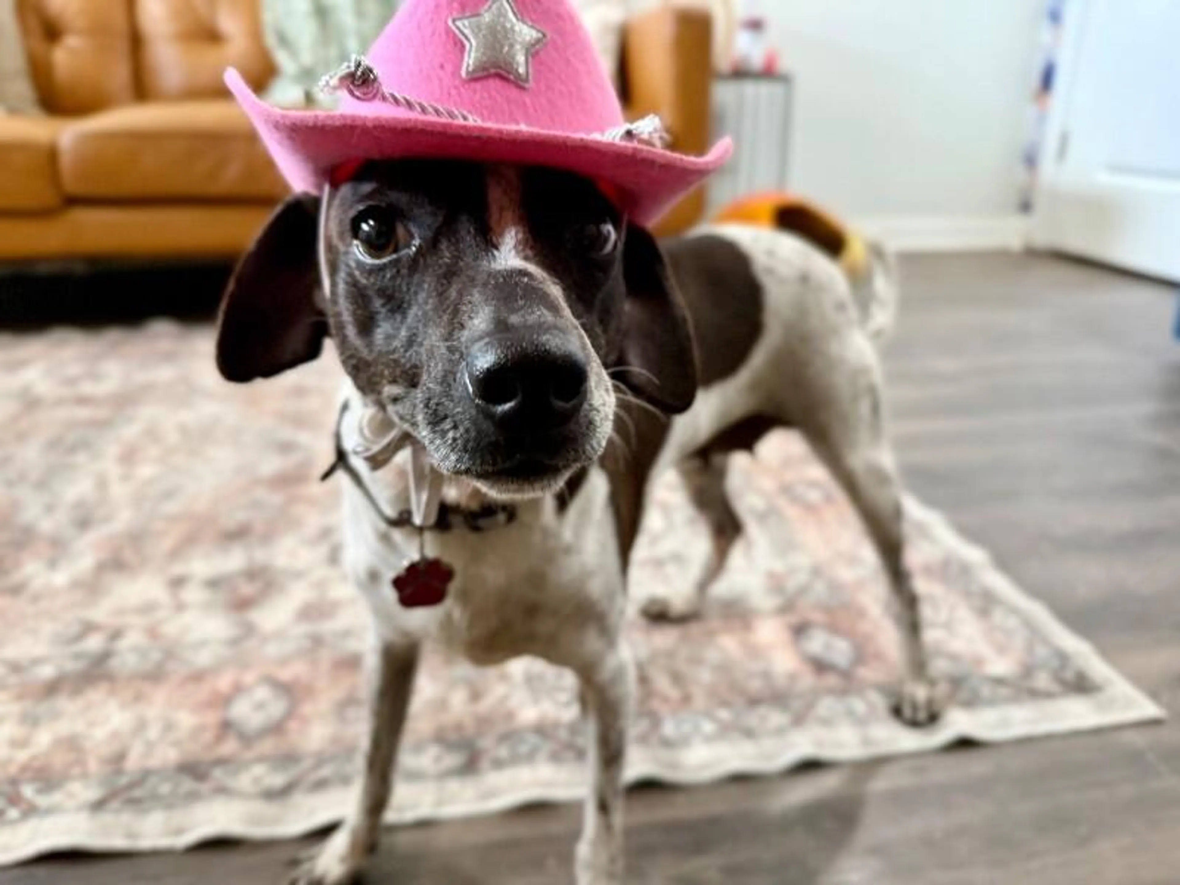 Found pet-3