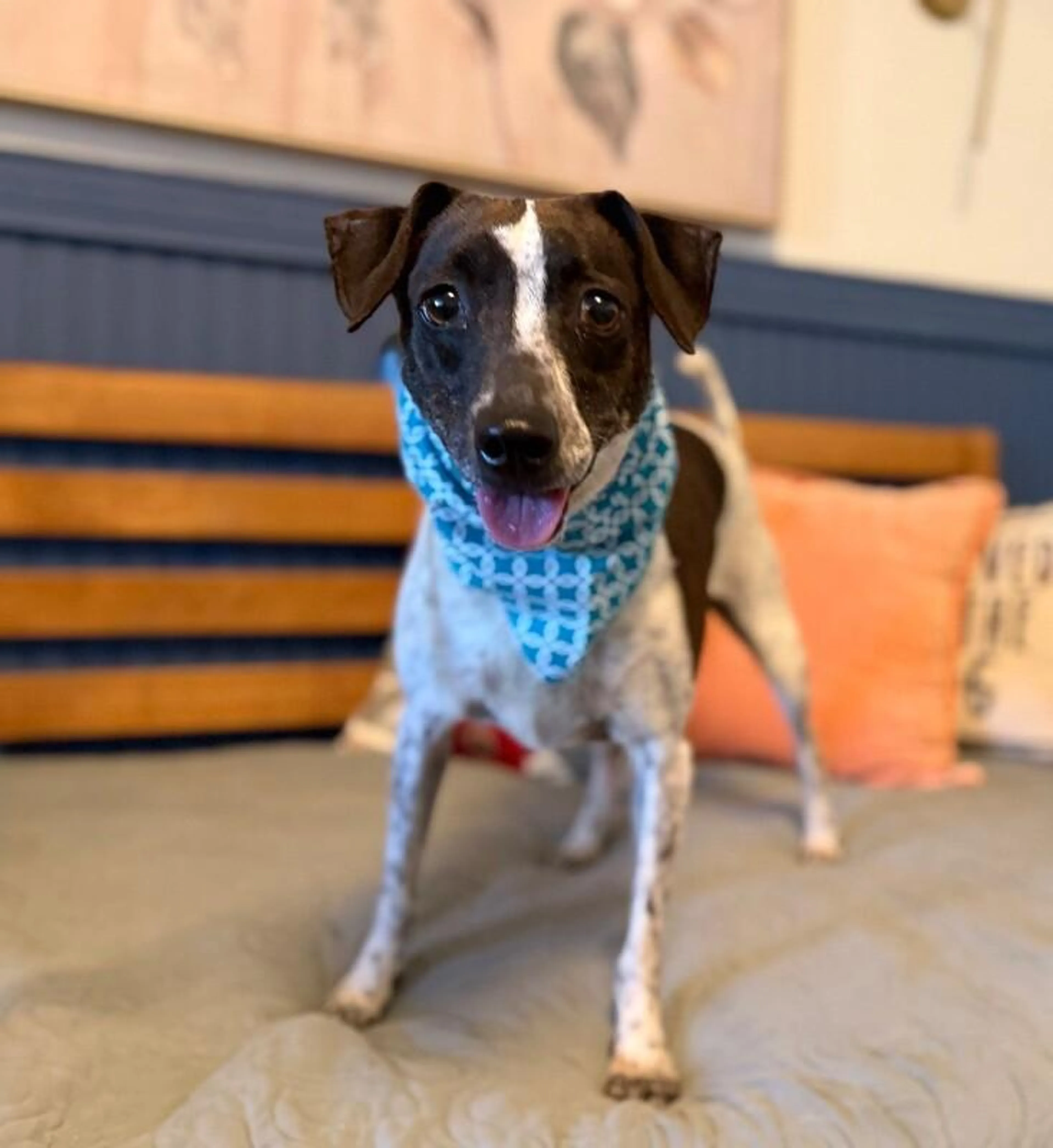 Found pet-4