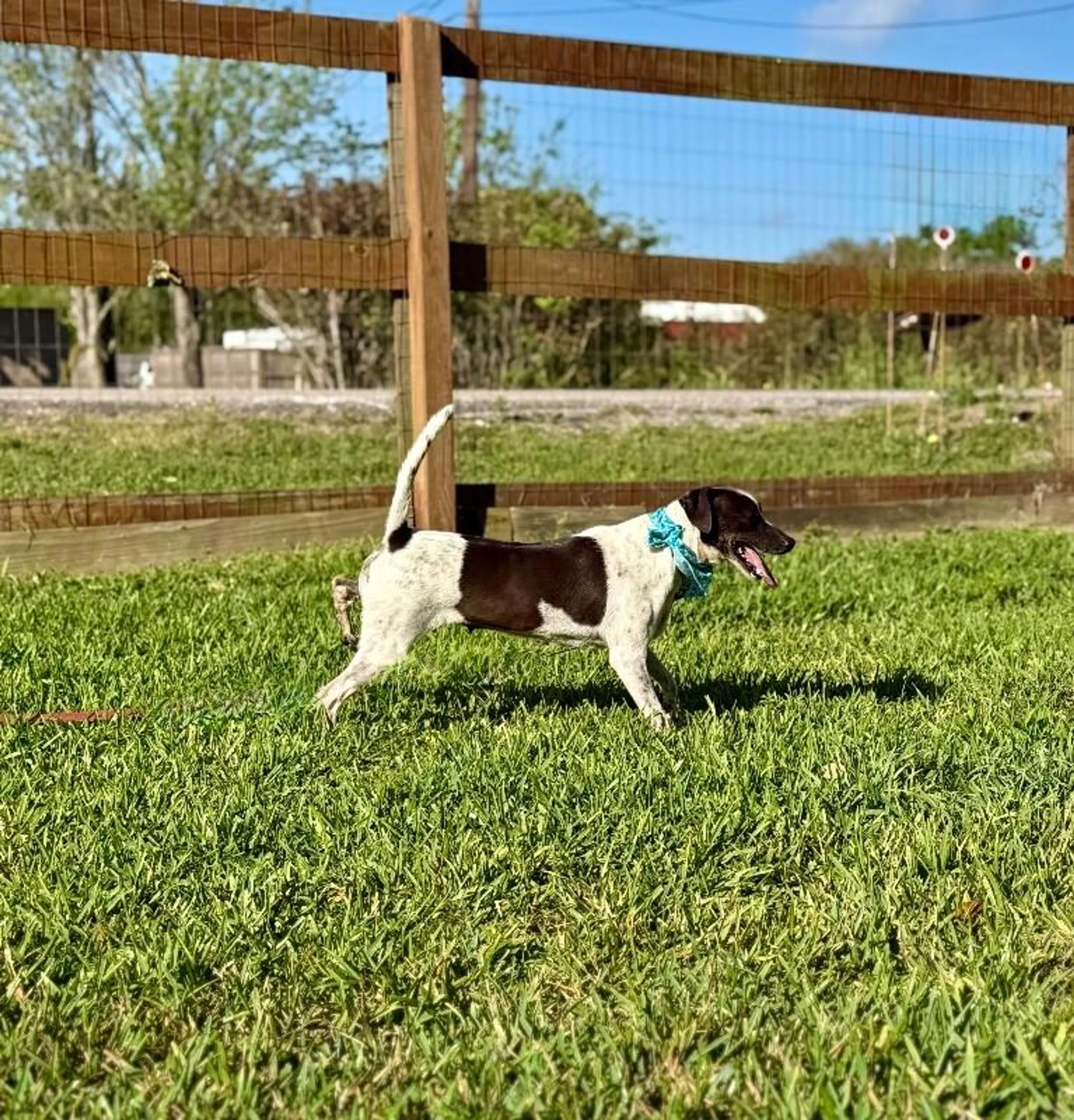 Found pet-1