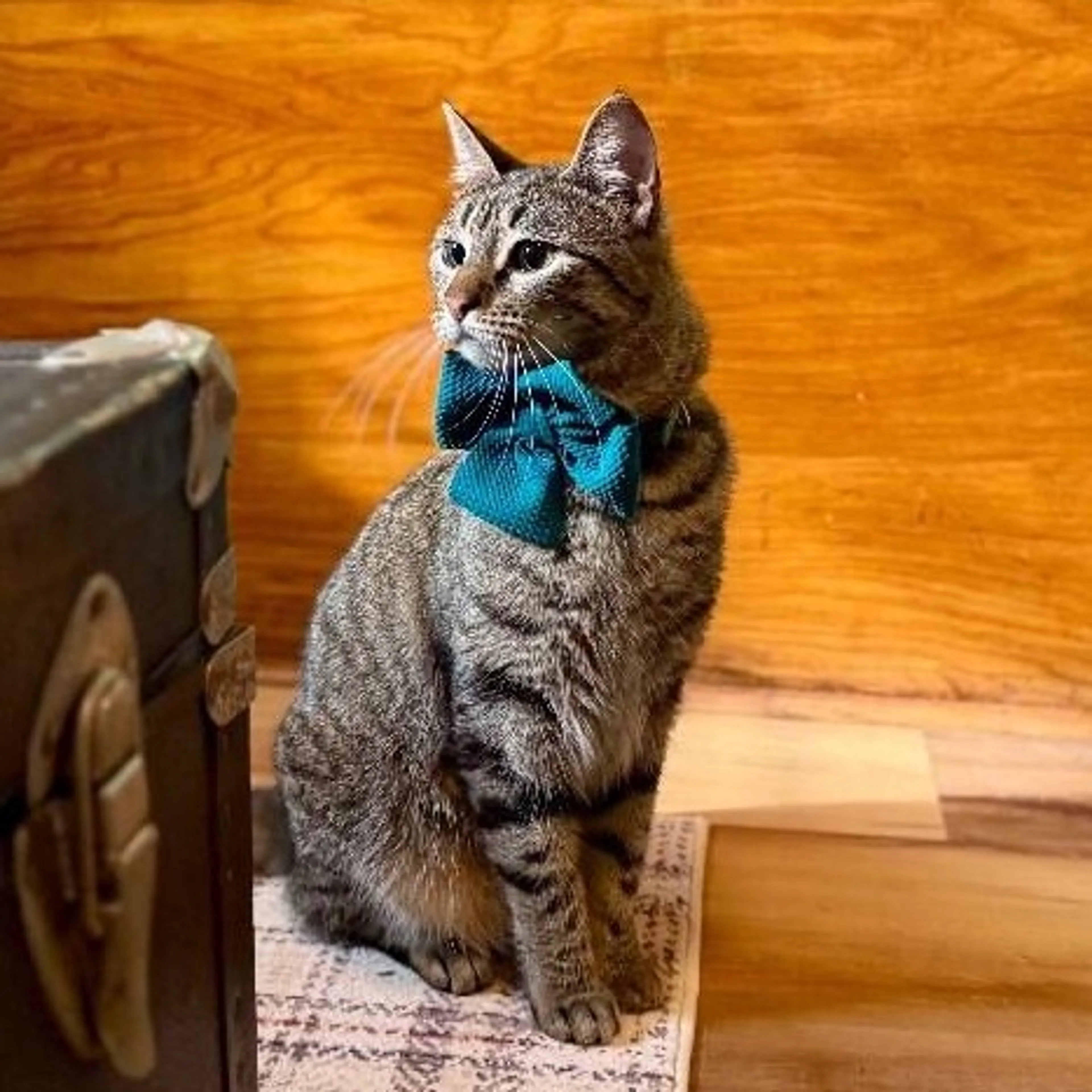 Found pet-3