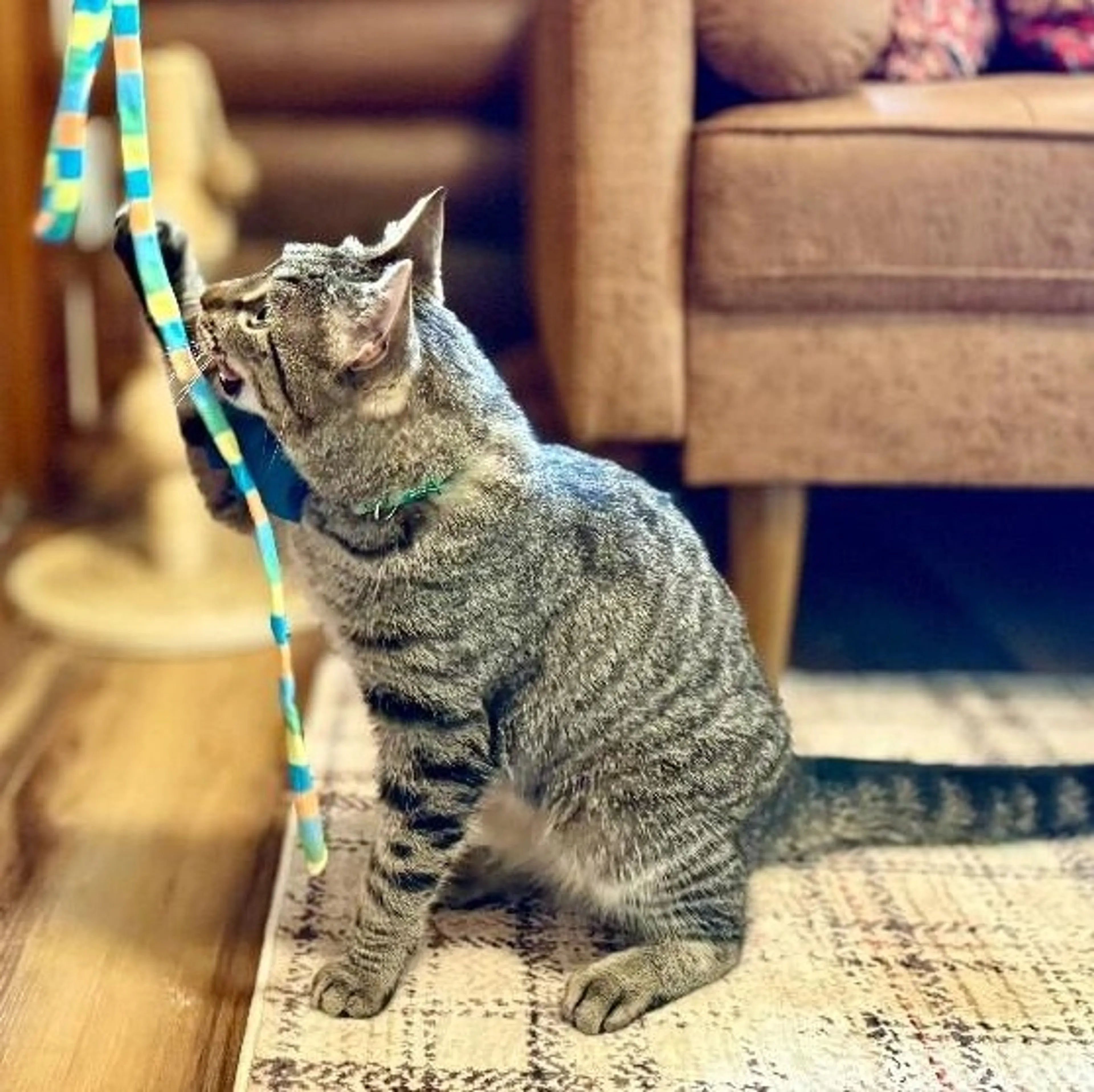 Found pet-4