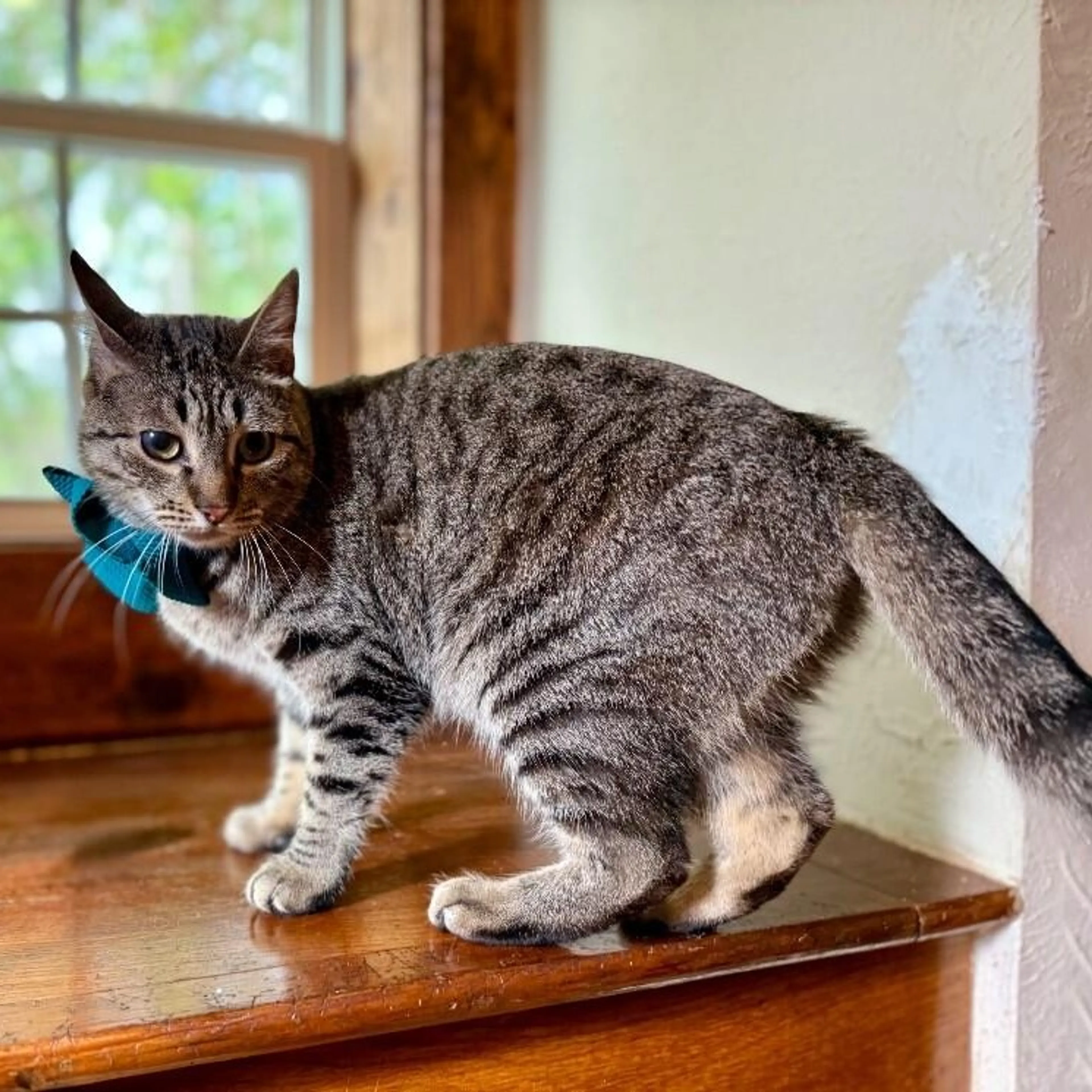 Found pet-2