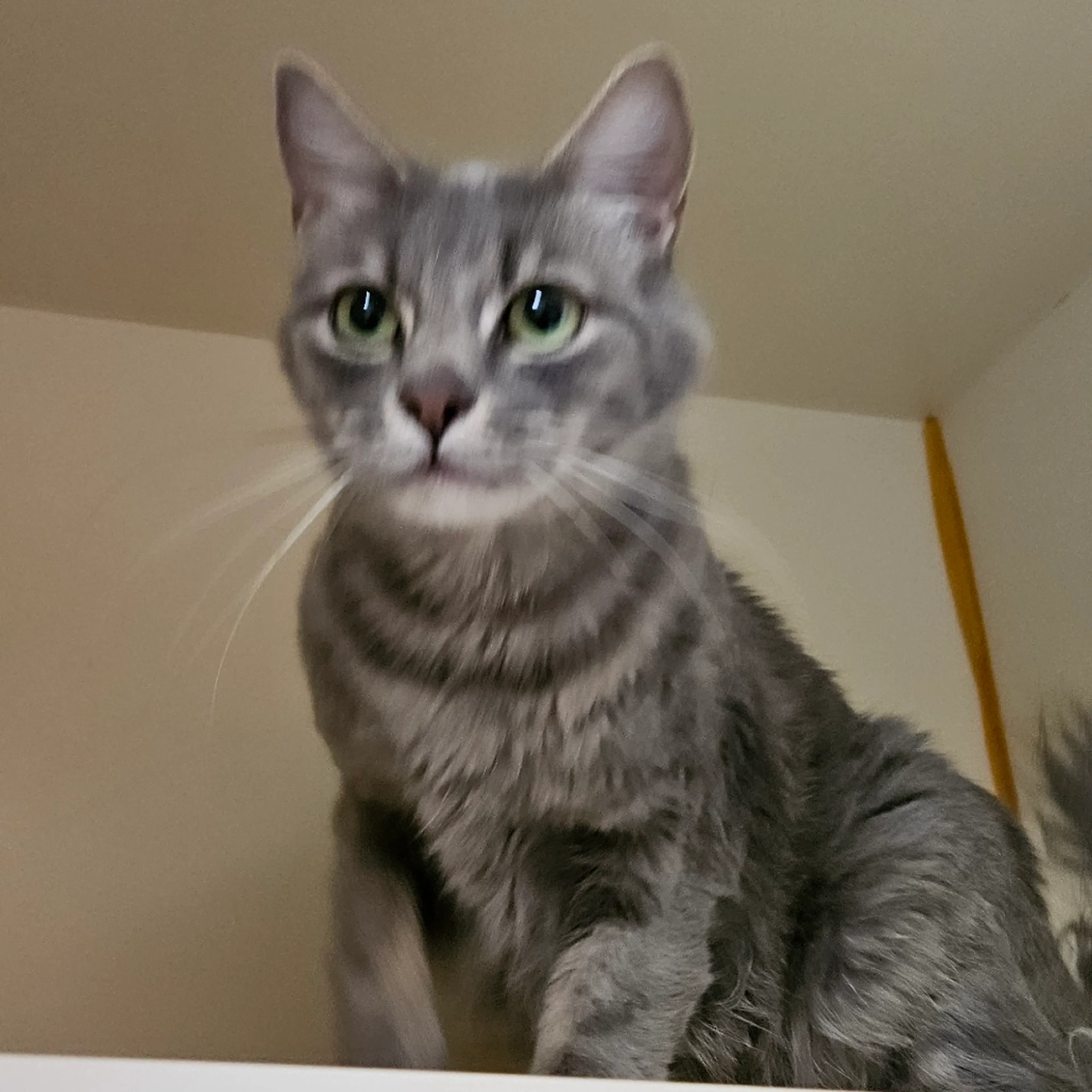 Found pet