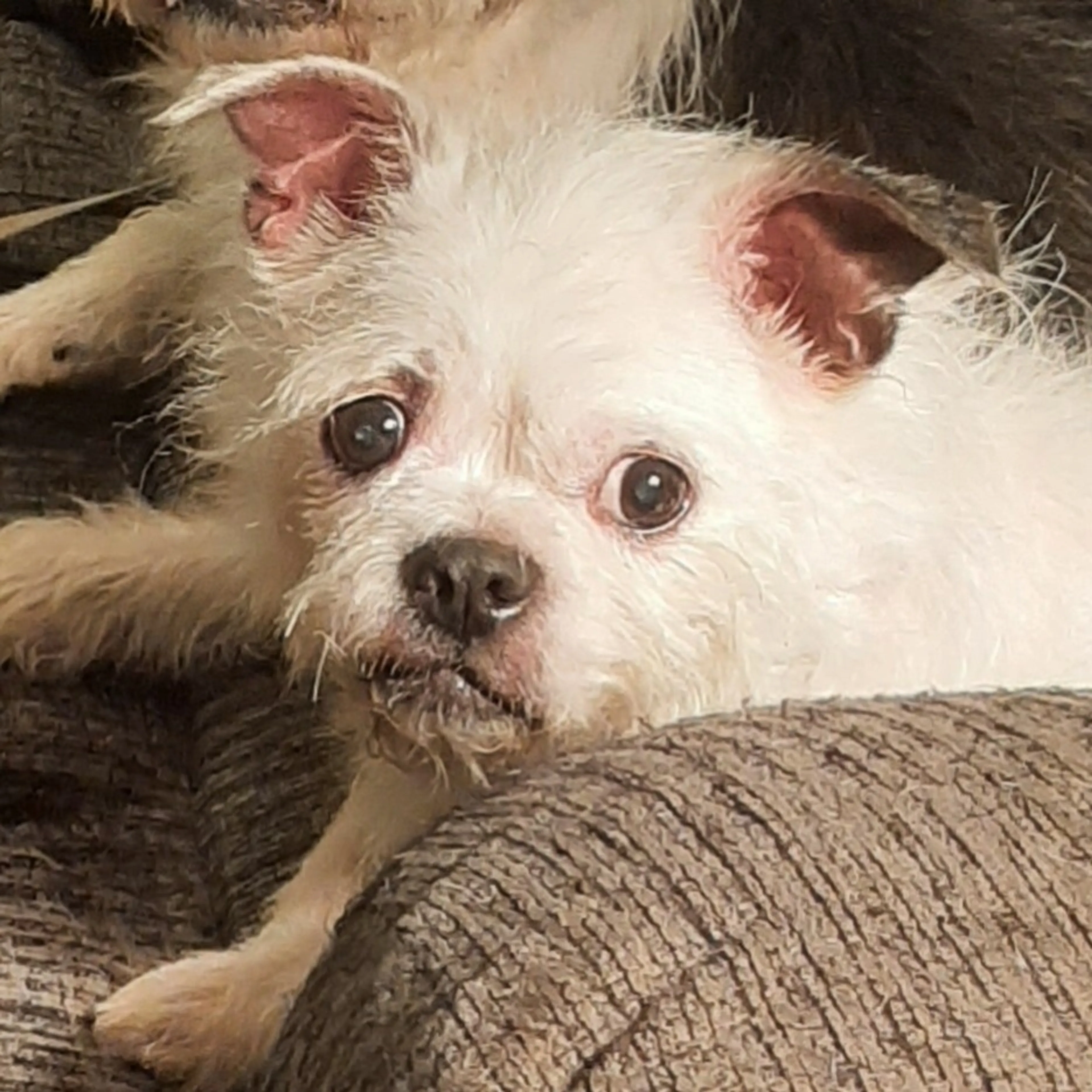 Found pet-2