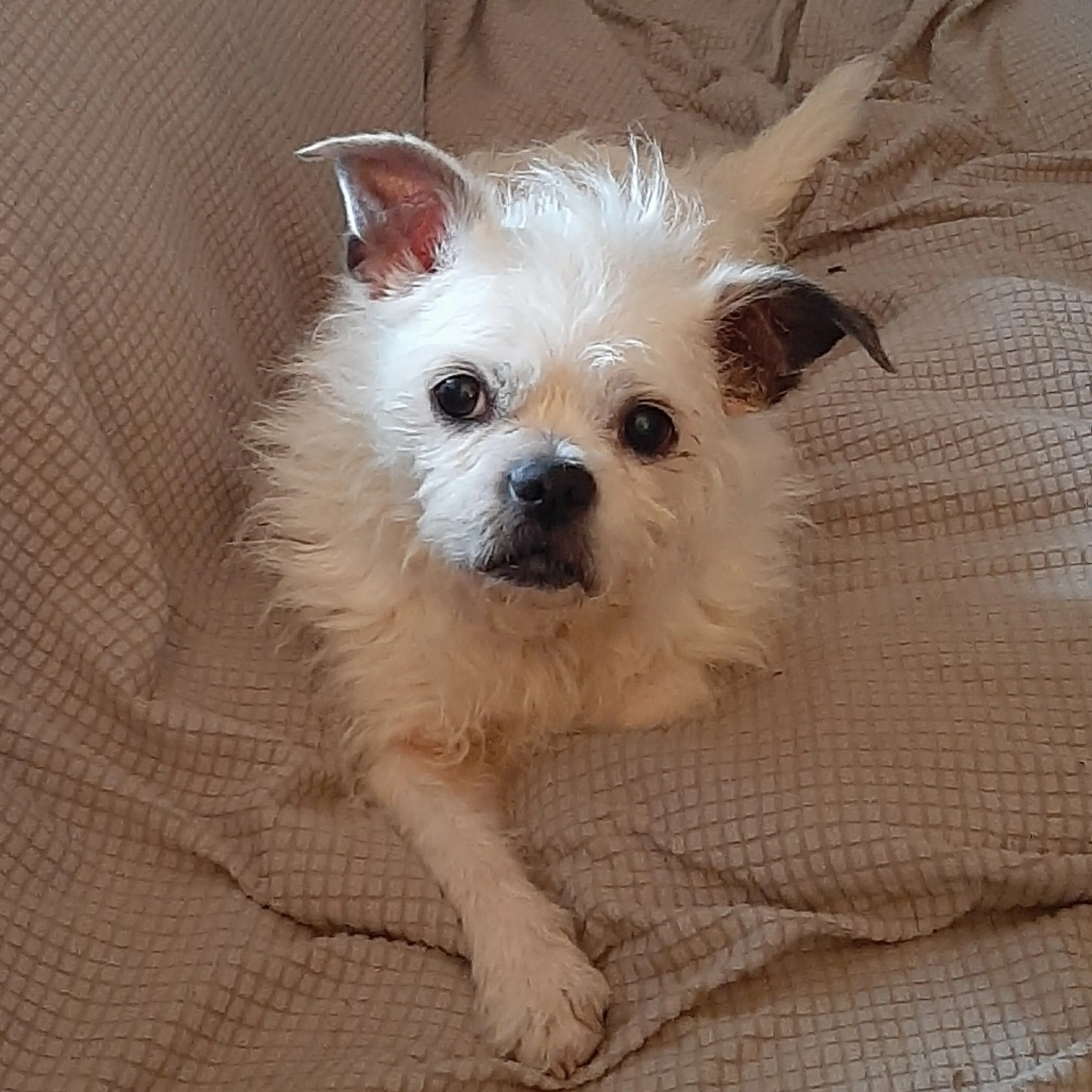 Found pet-1