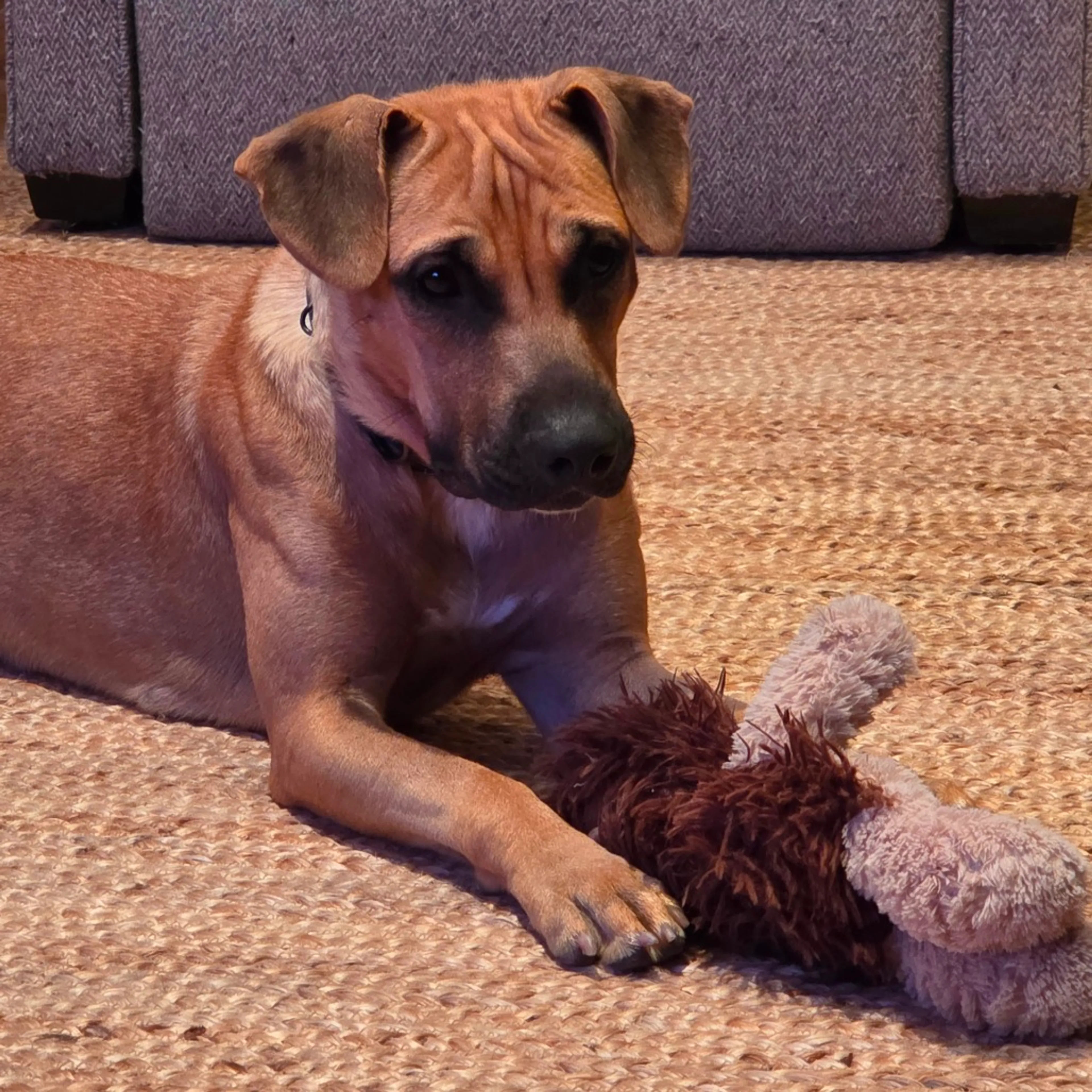 Found pet-4