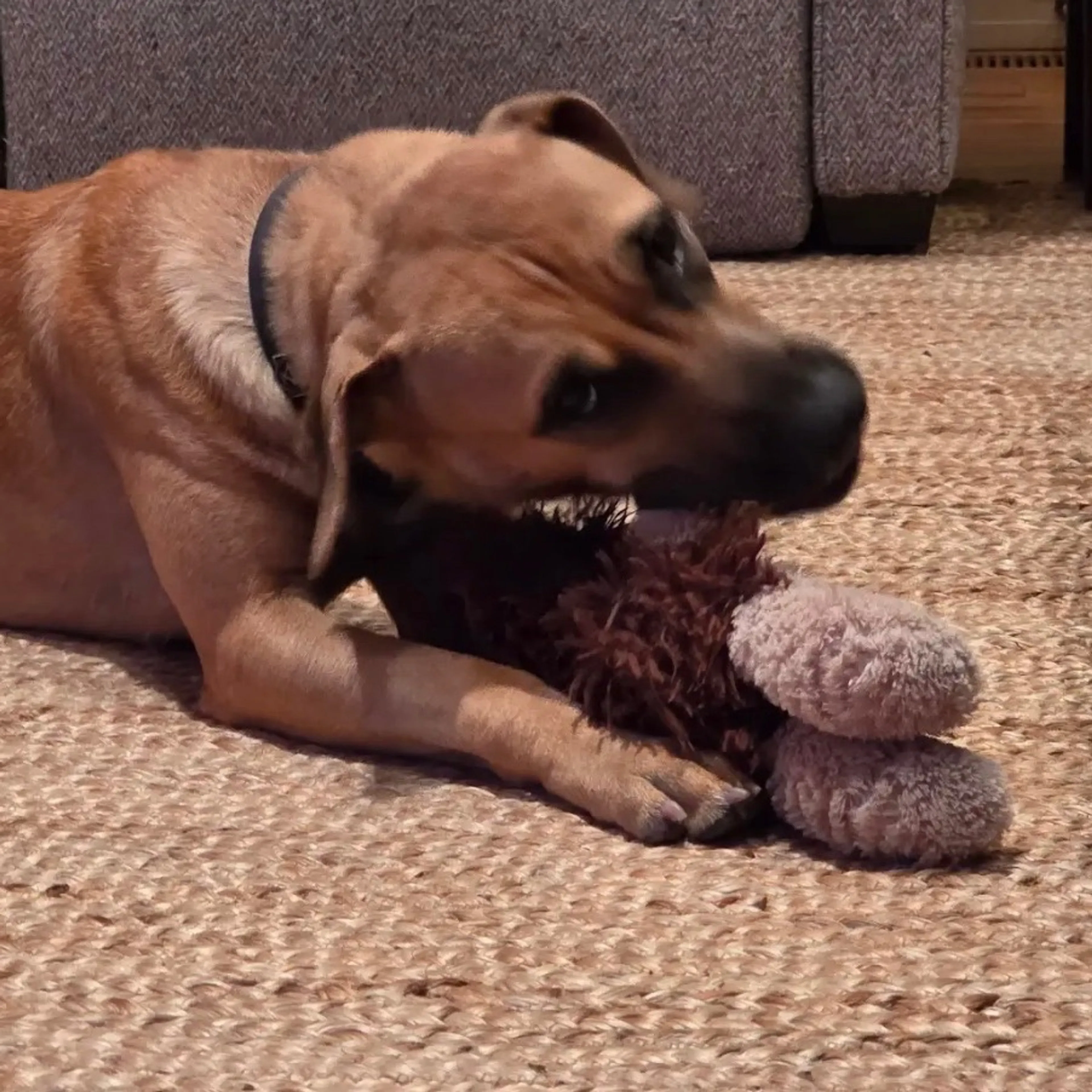 Found pet-3
