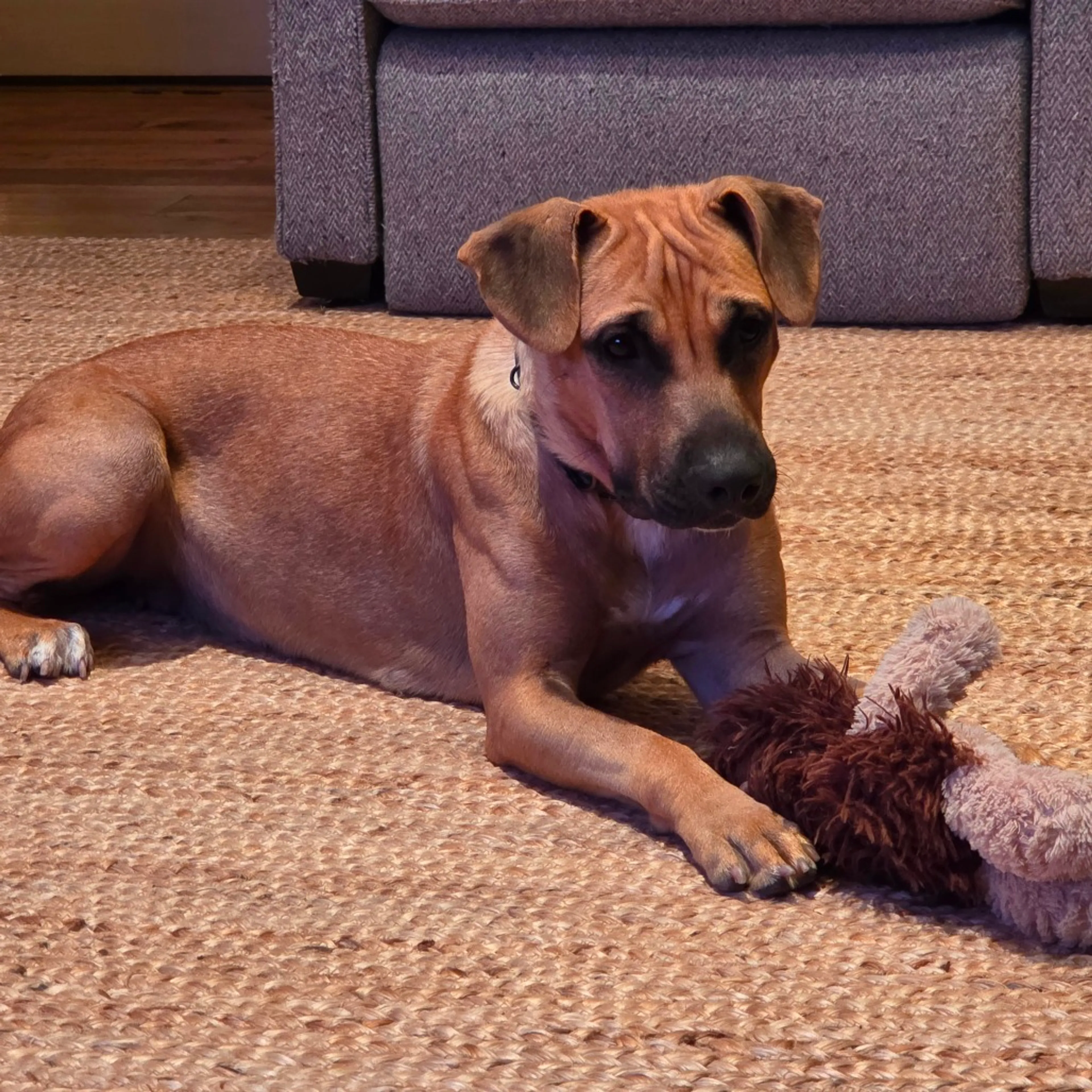 Found pet-5