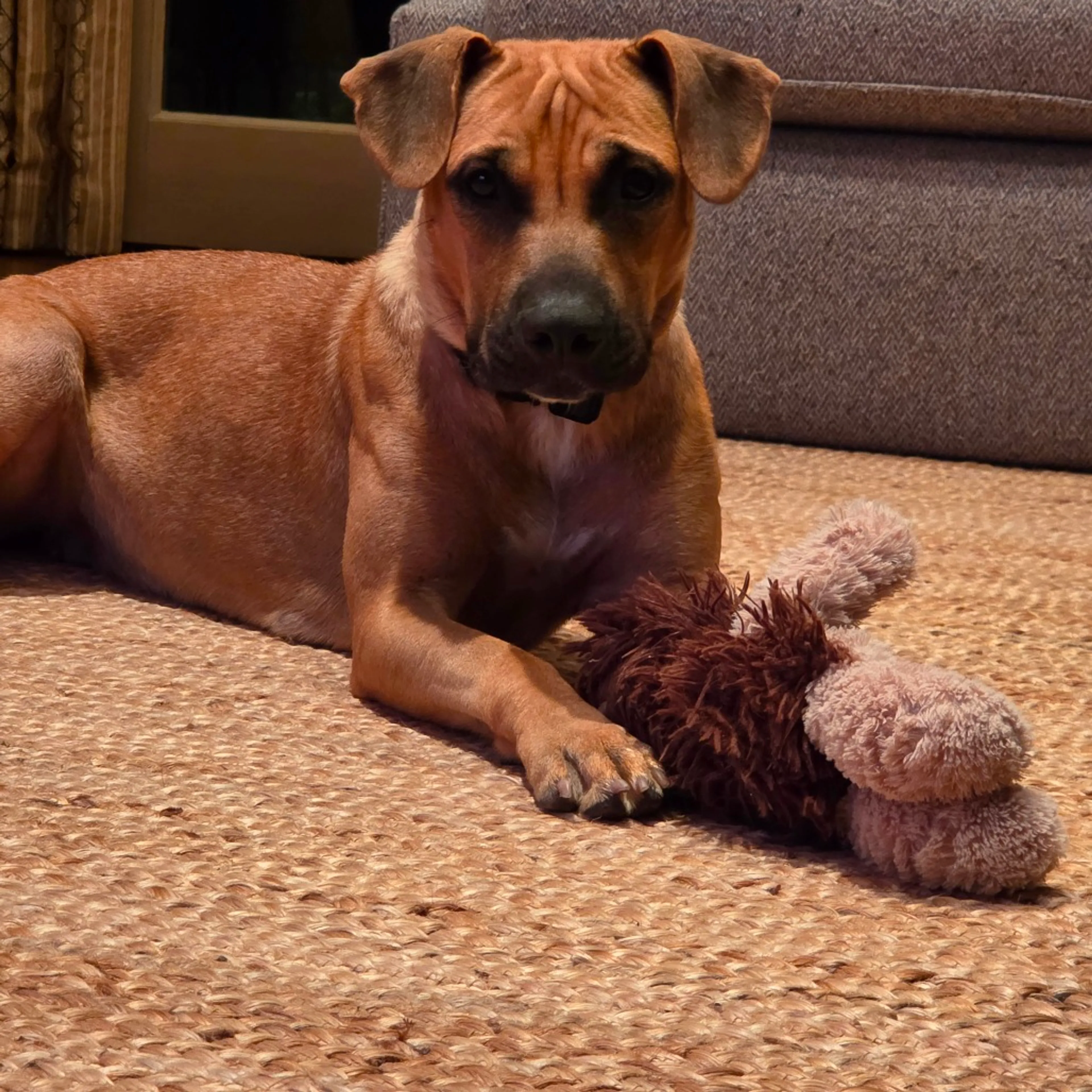 Found pet-6