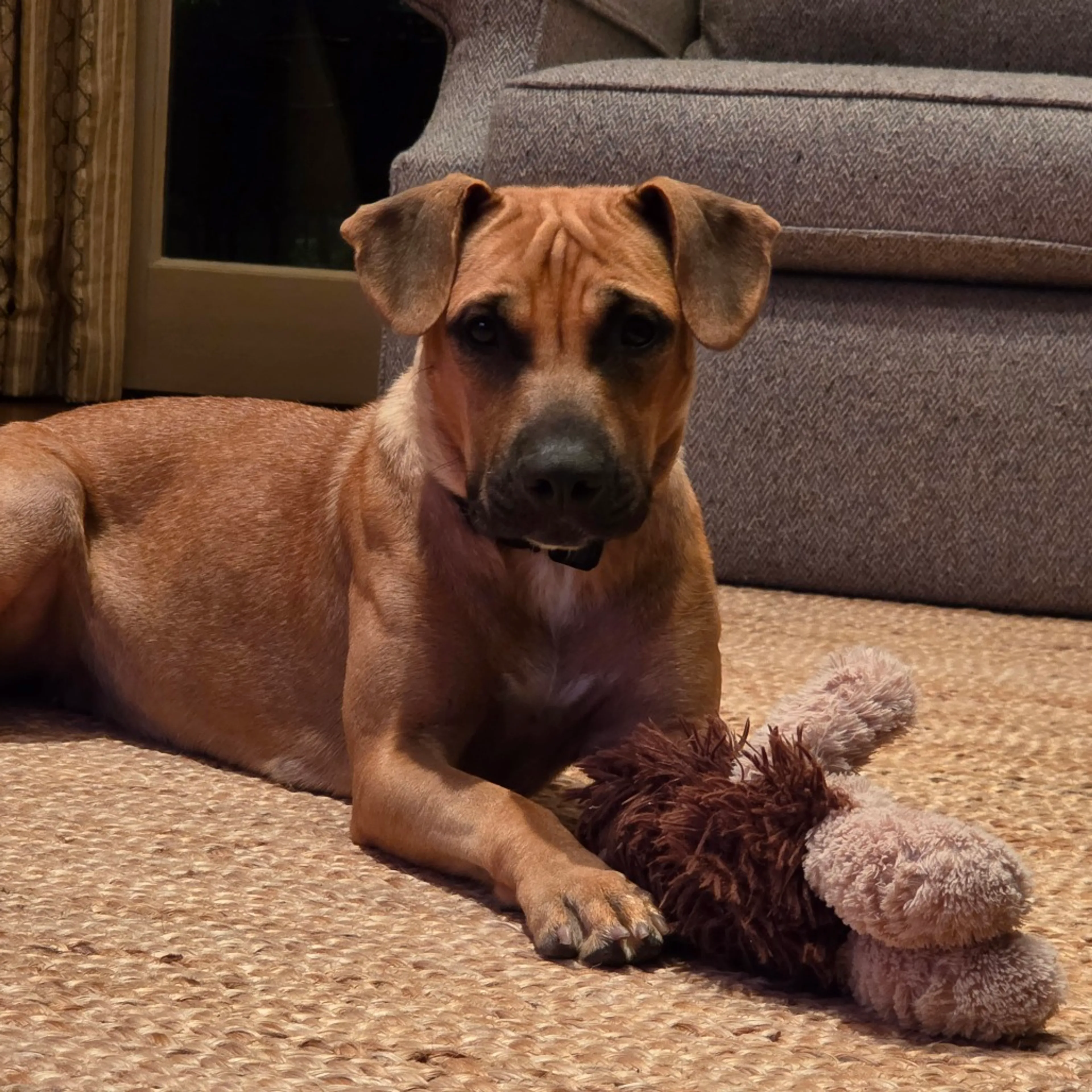 Found pet-1
