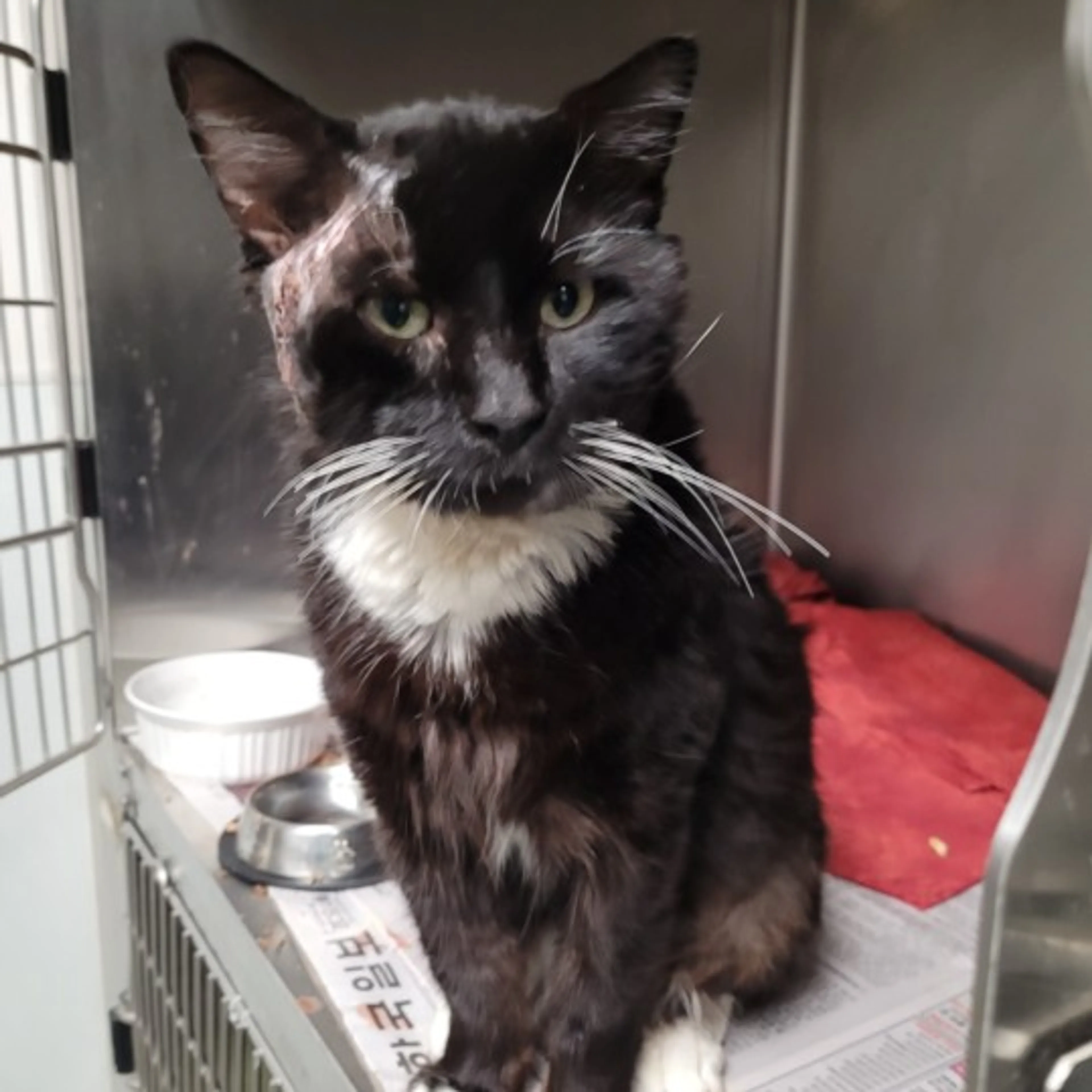 Found pet