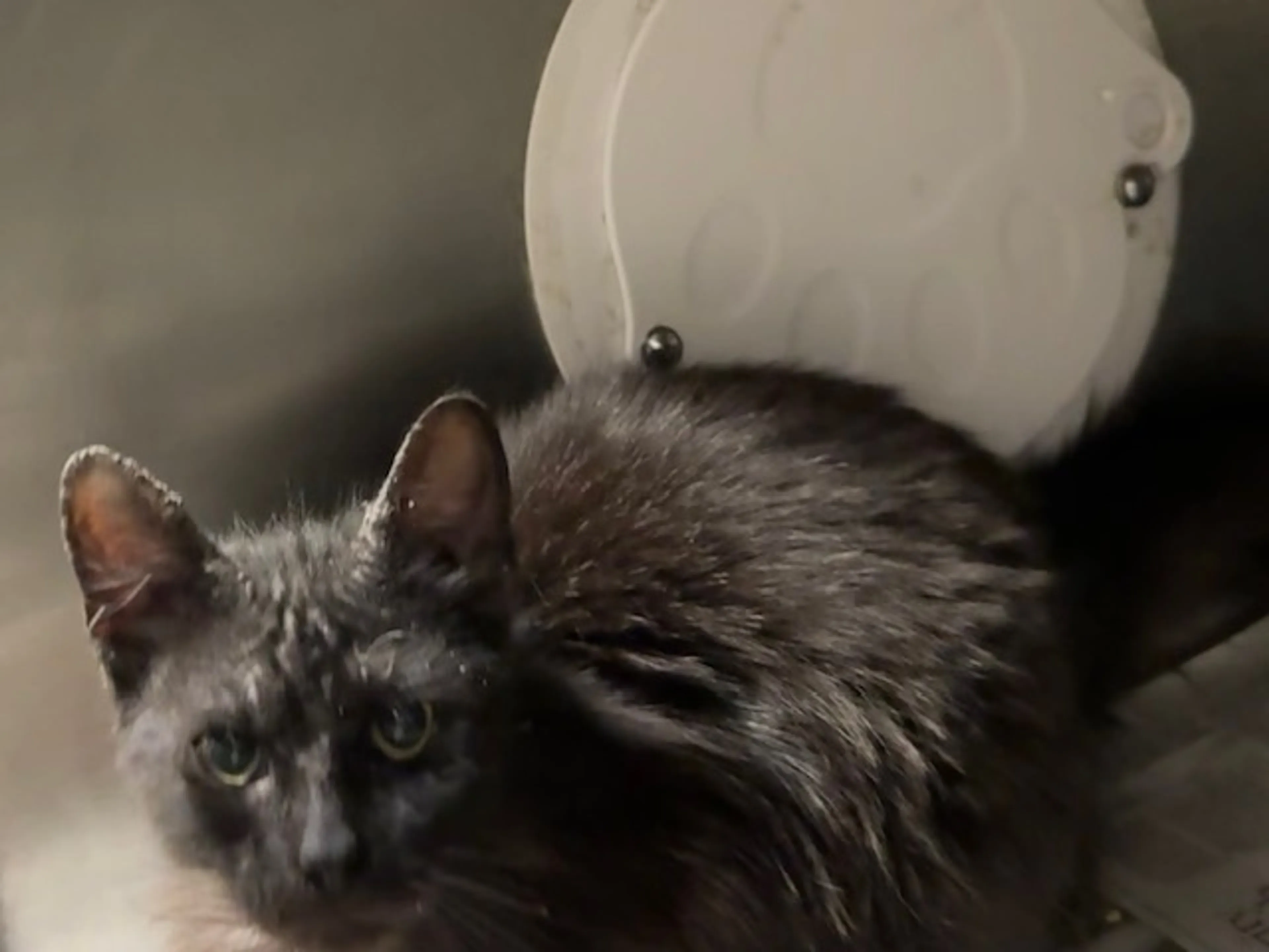 Found pet