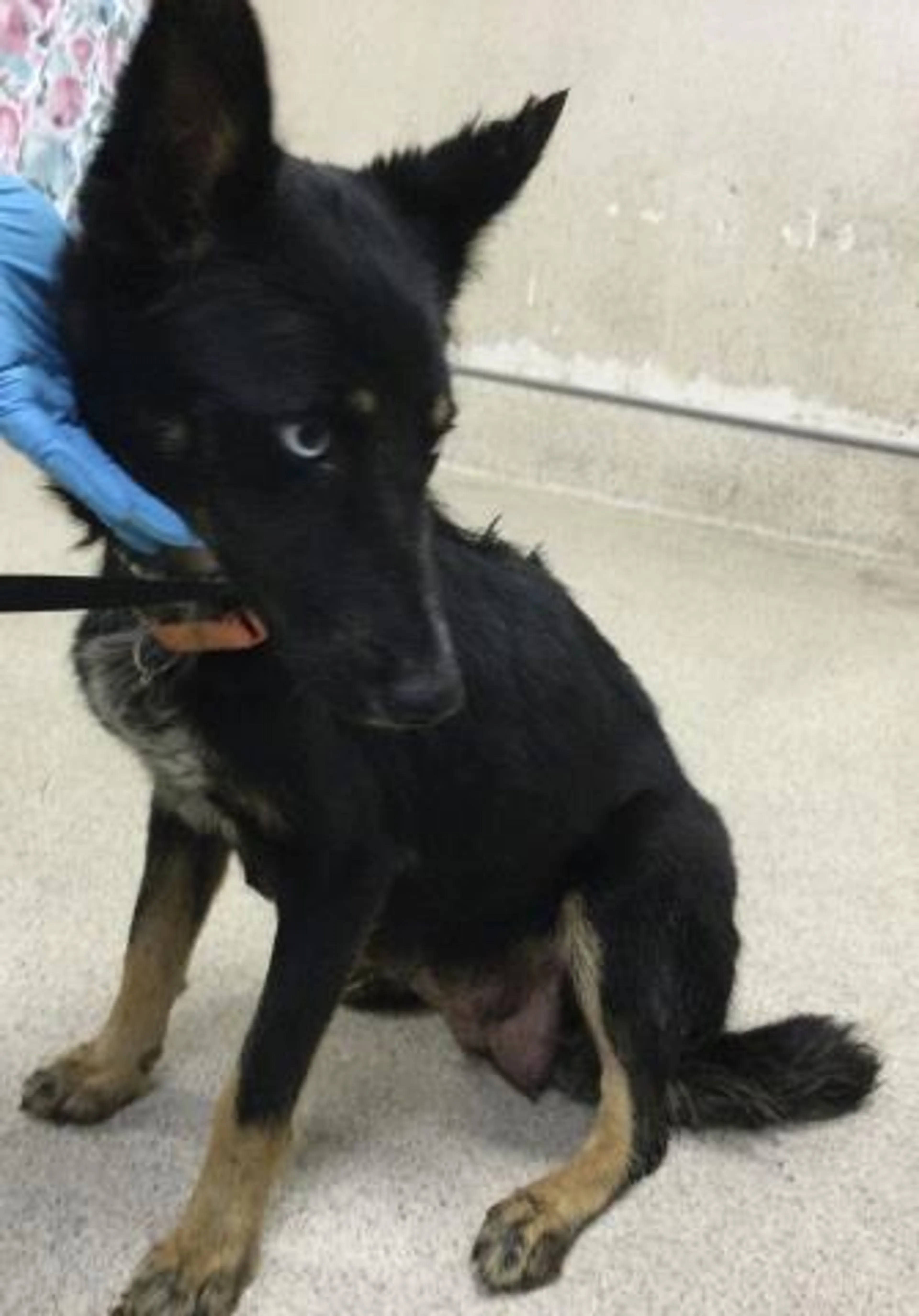 Found pet