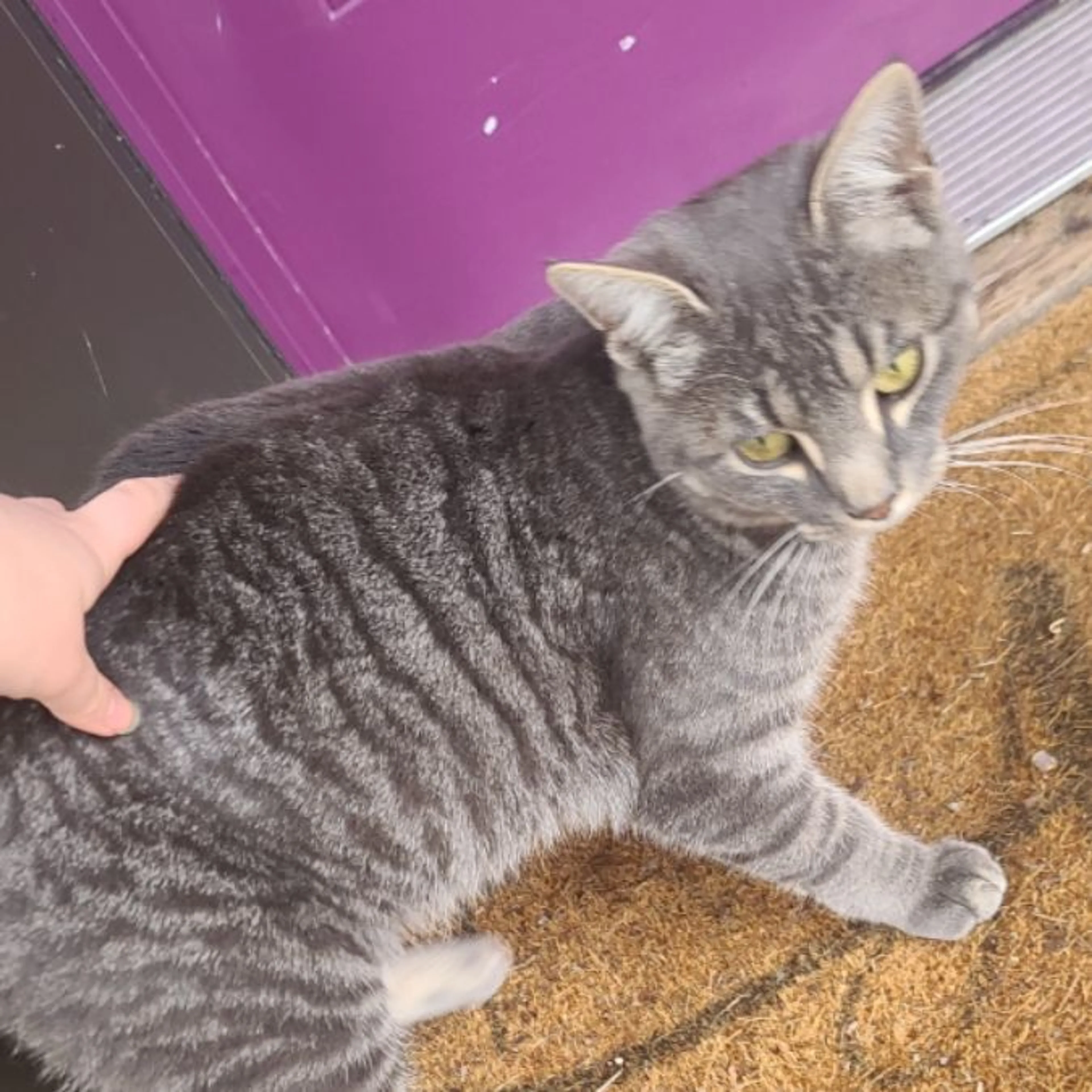 Found pet