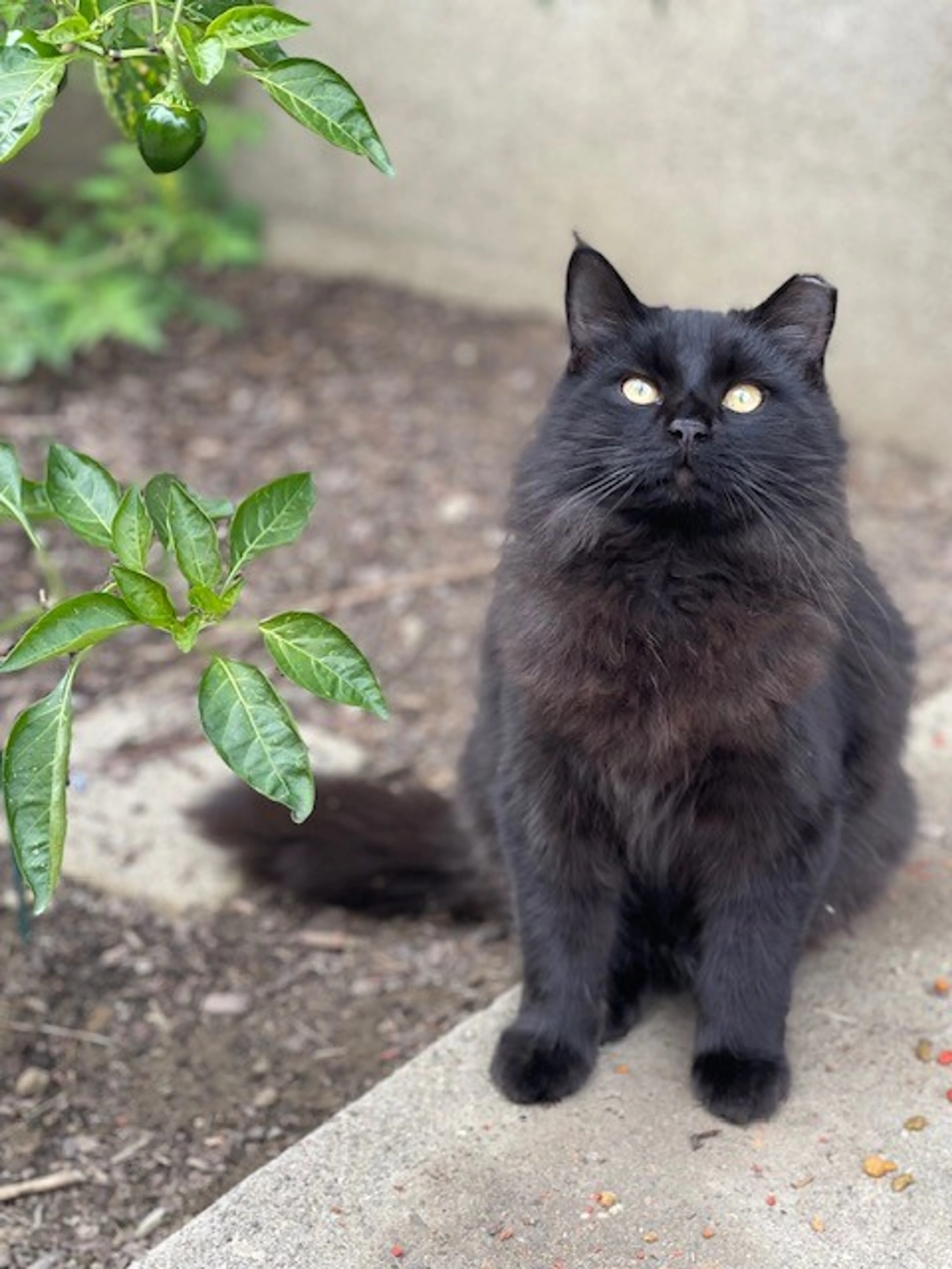 Found pet