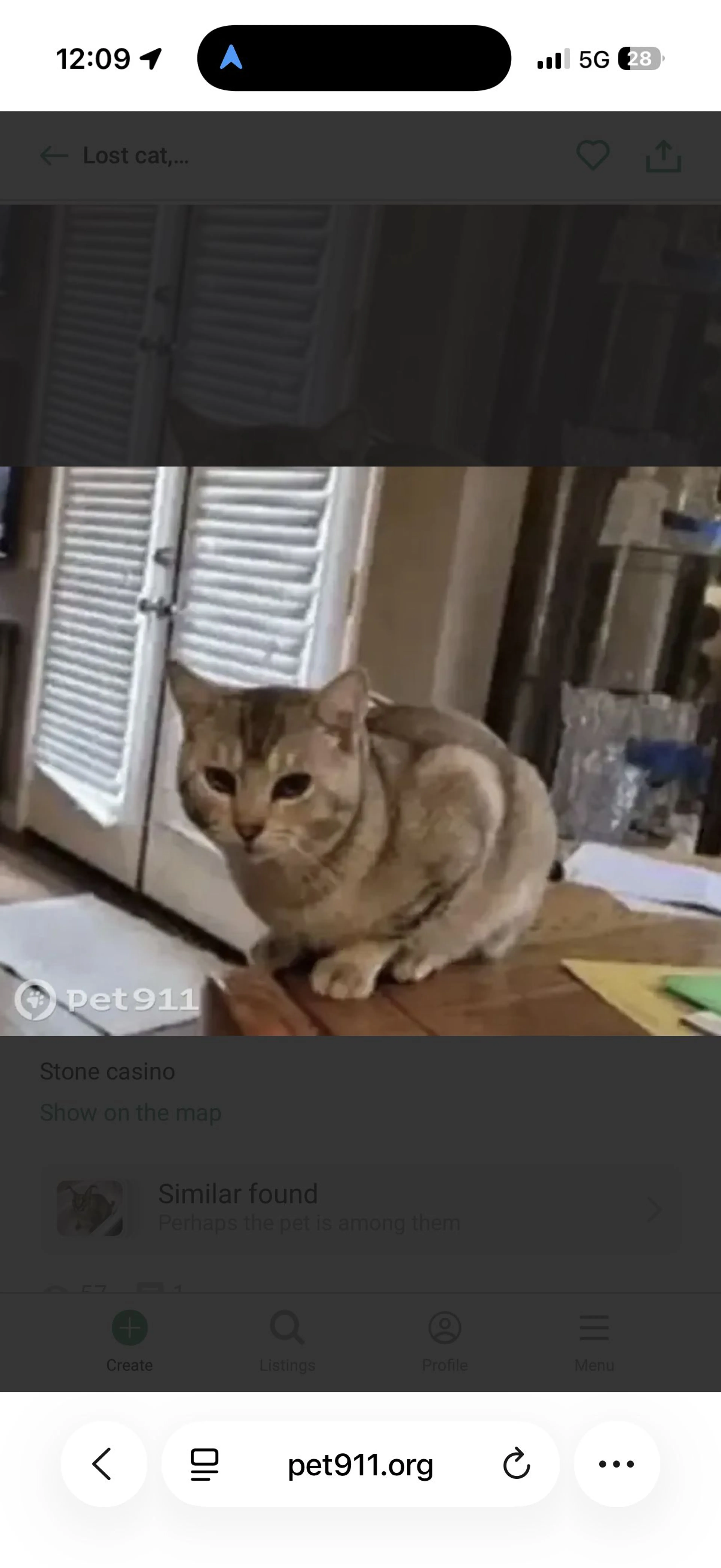 Lost pet-2