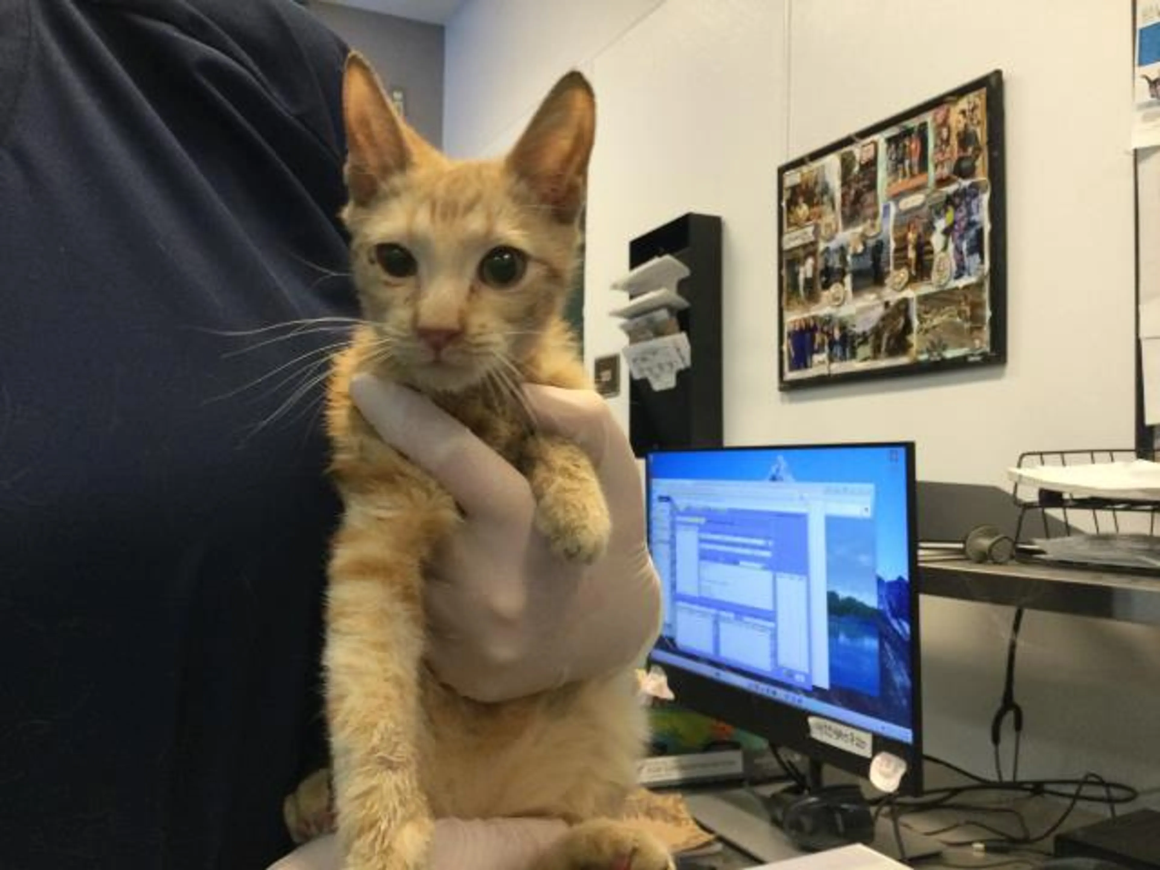 Found pet