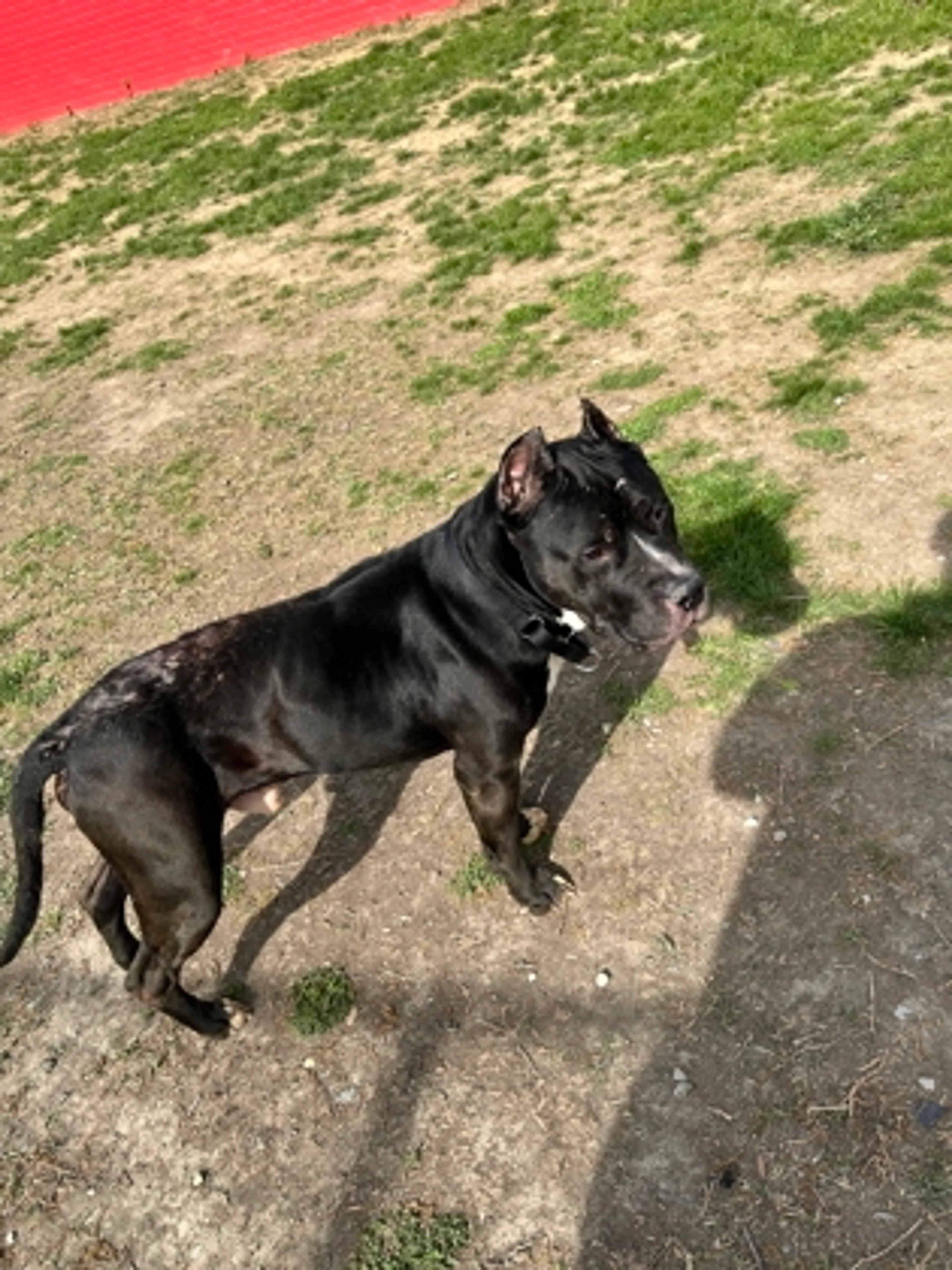 Found pet-1
