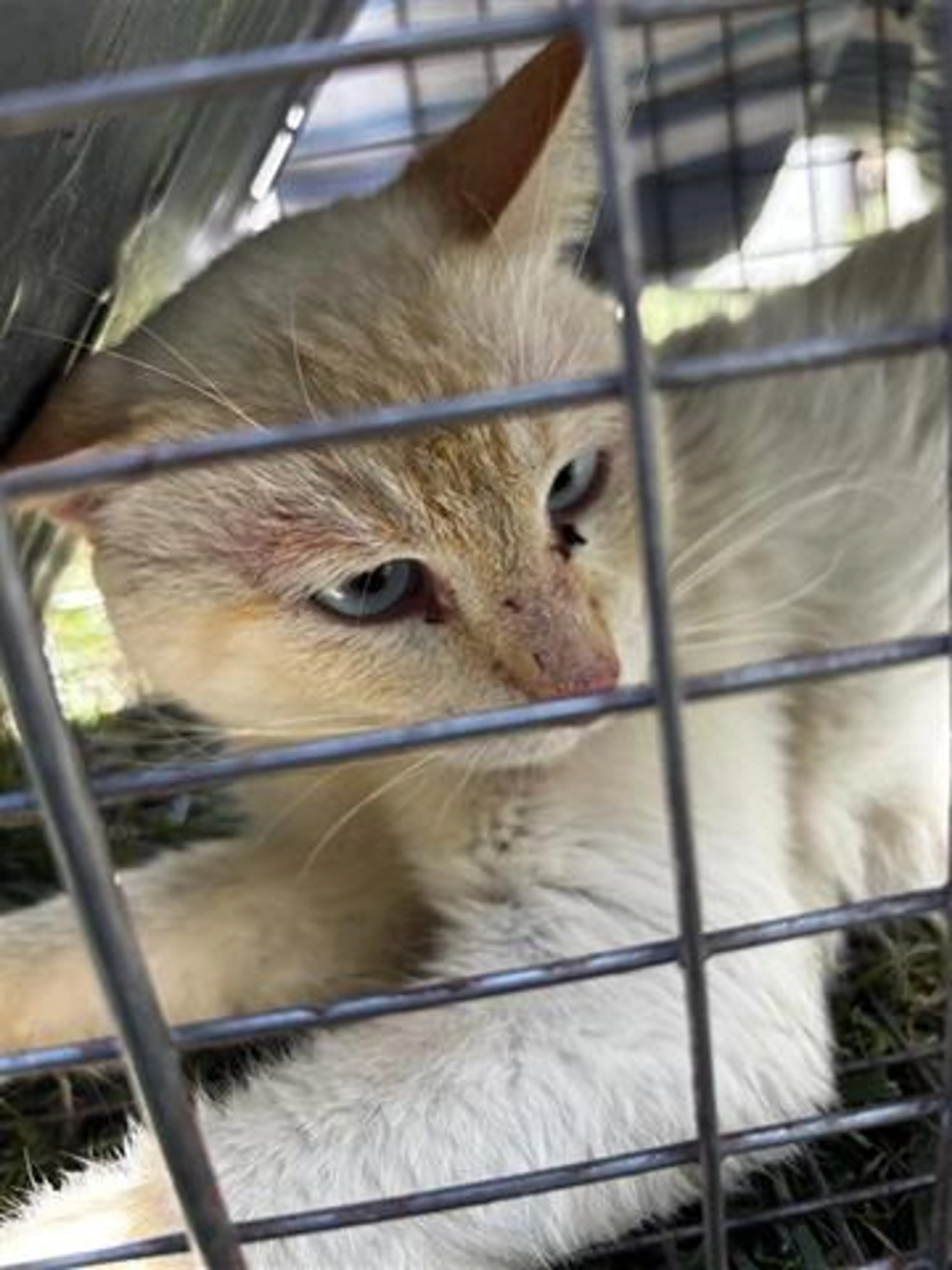 Found pet