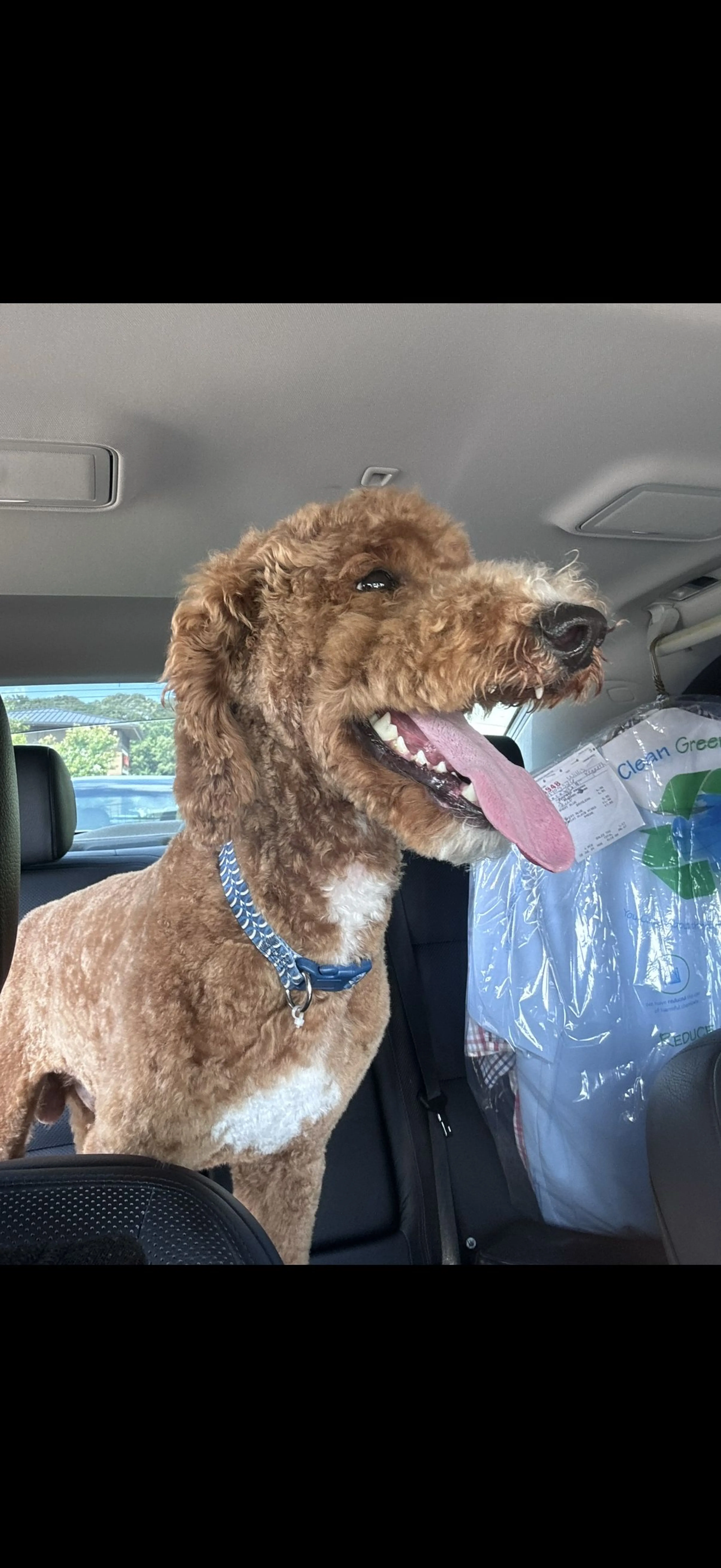 Lost pet