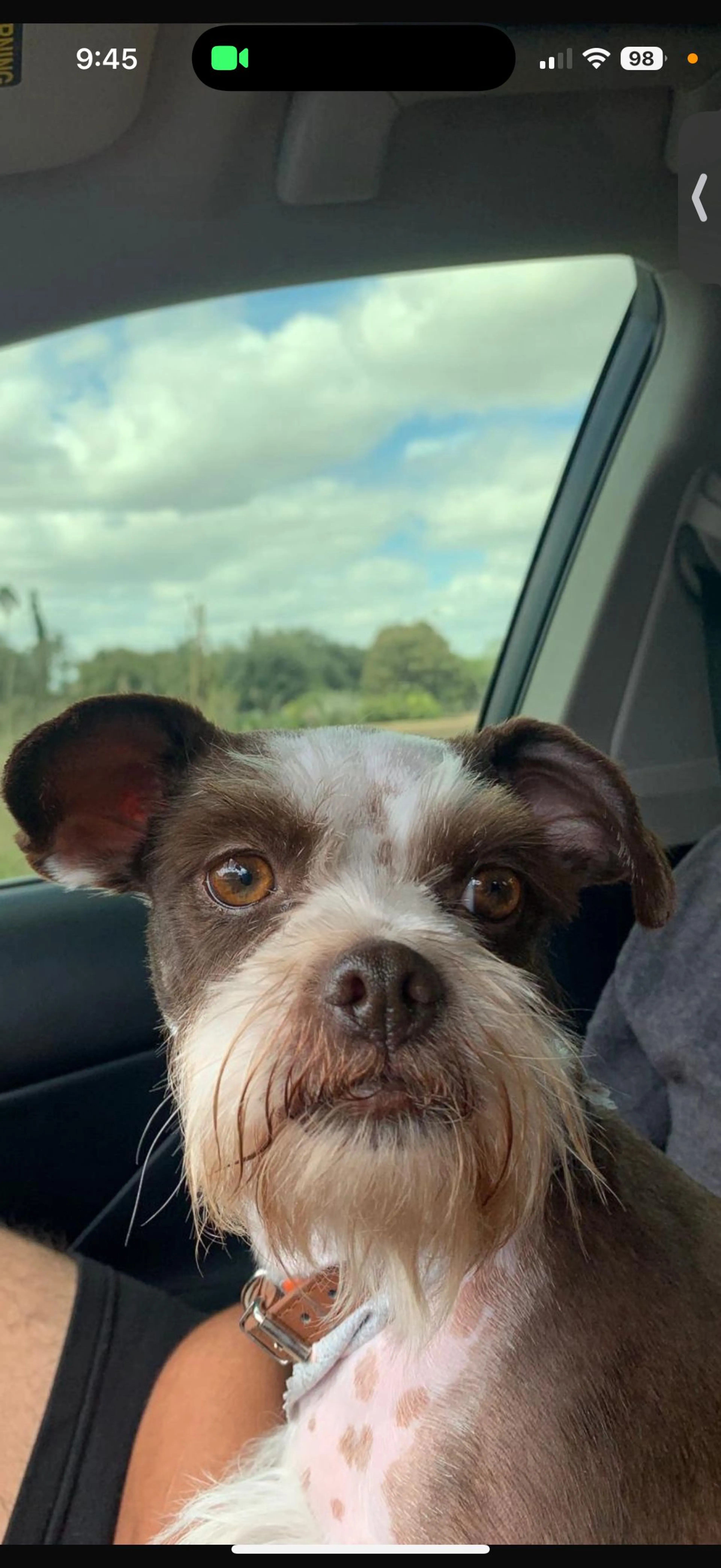 Lost pet-2