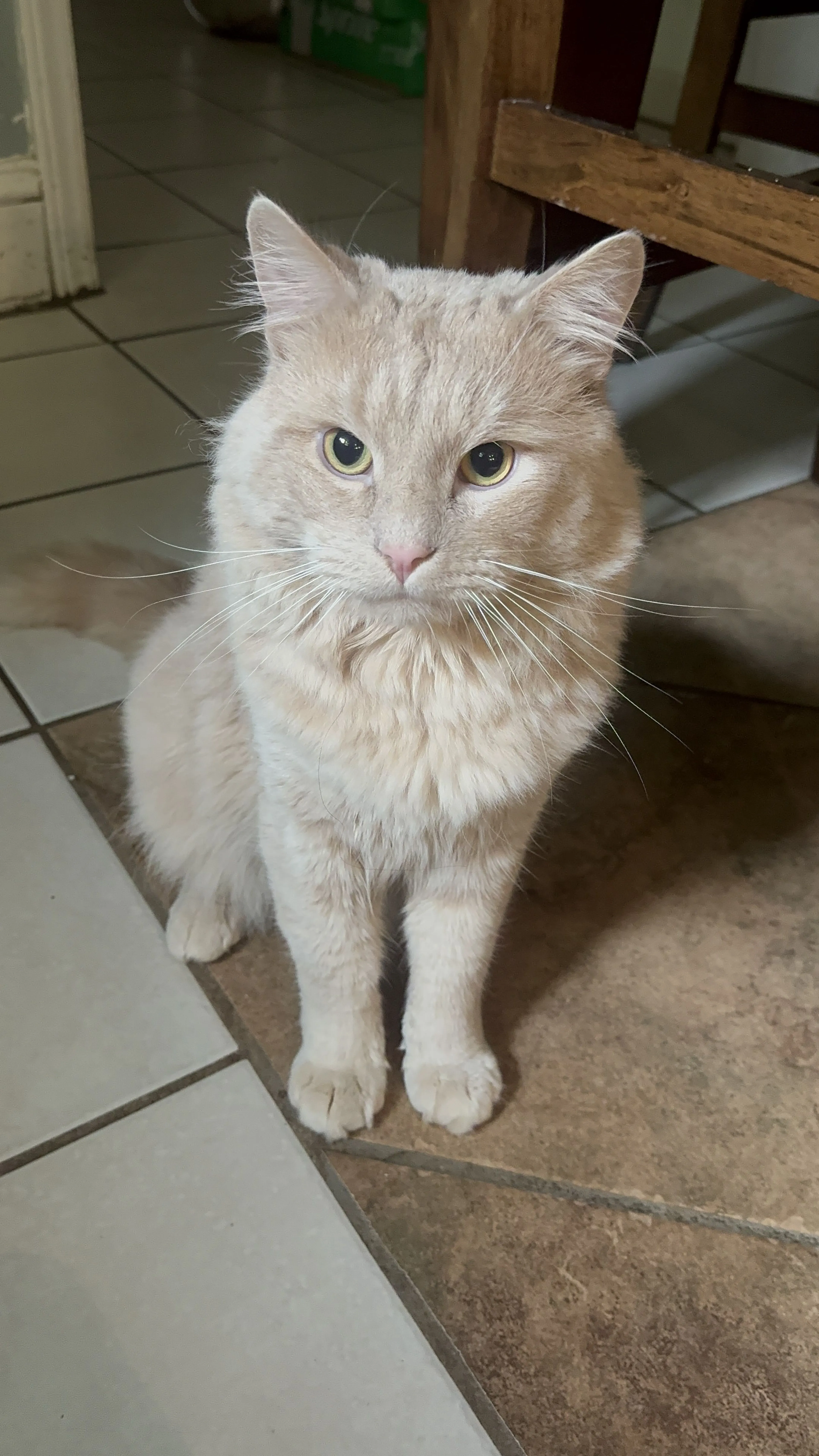 Lost pet-0