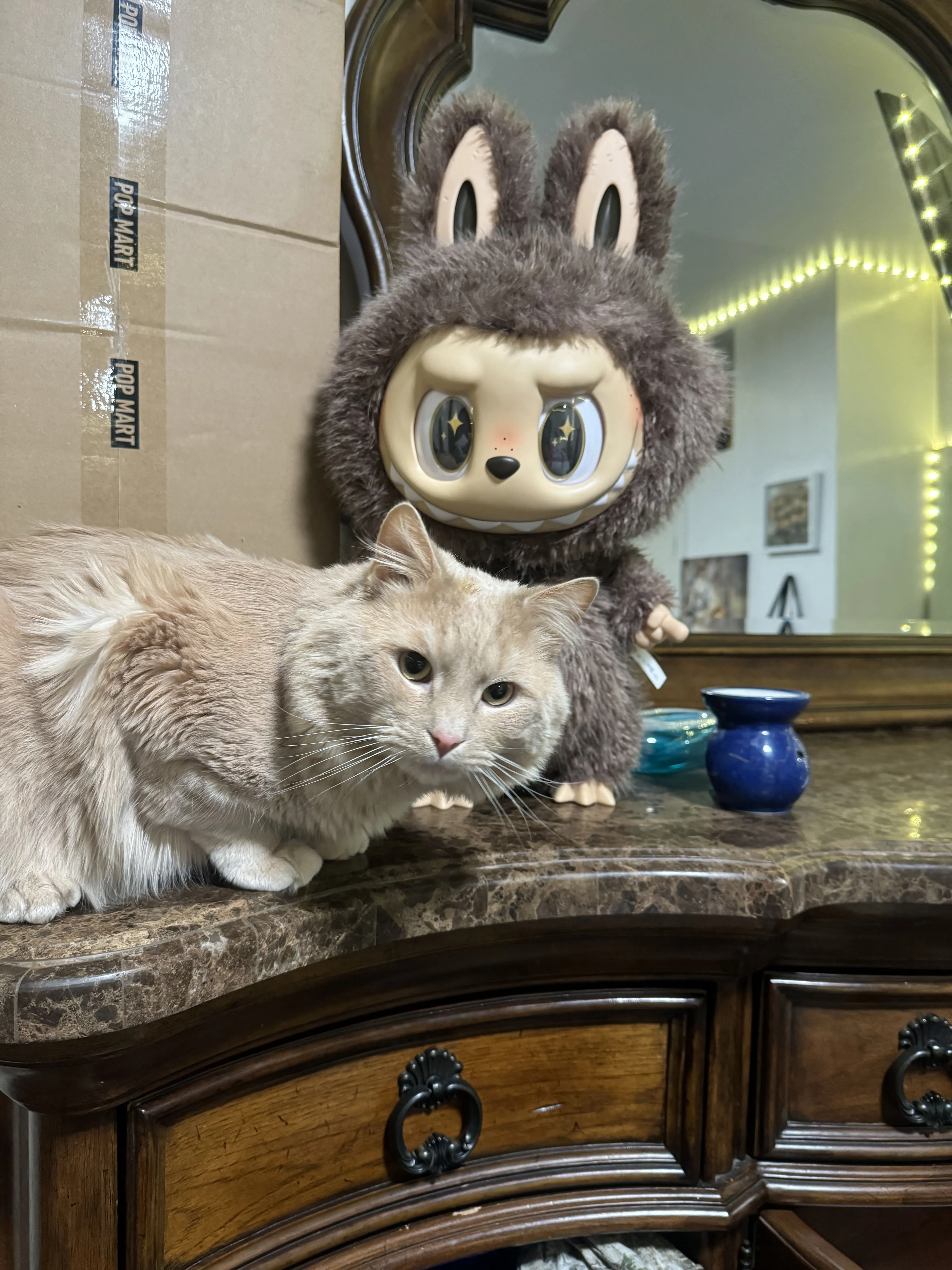 Lost pet-1
