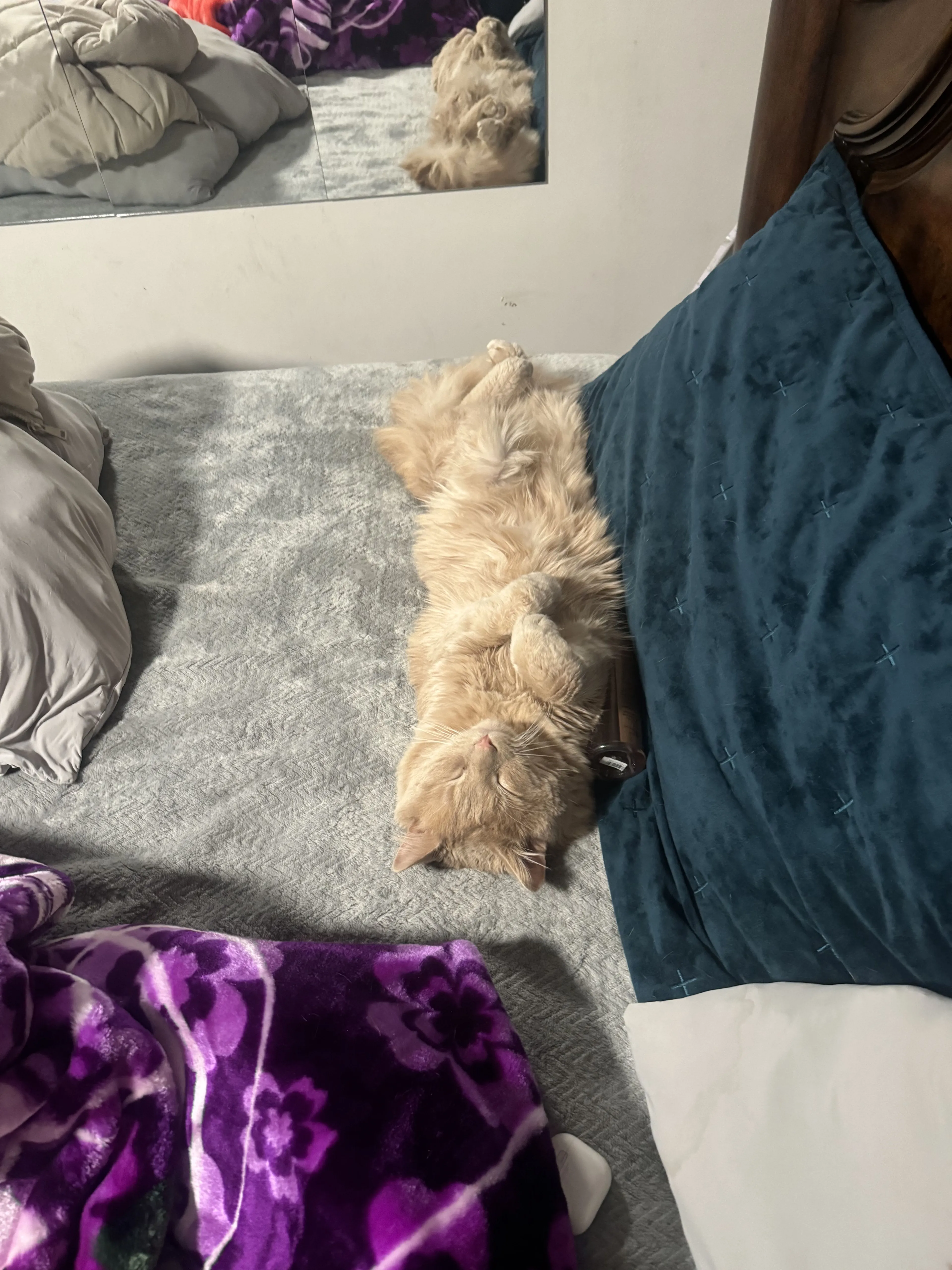 Lost pet-2