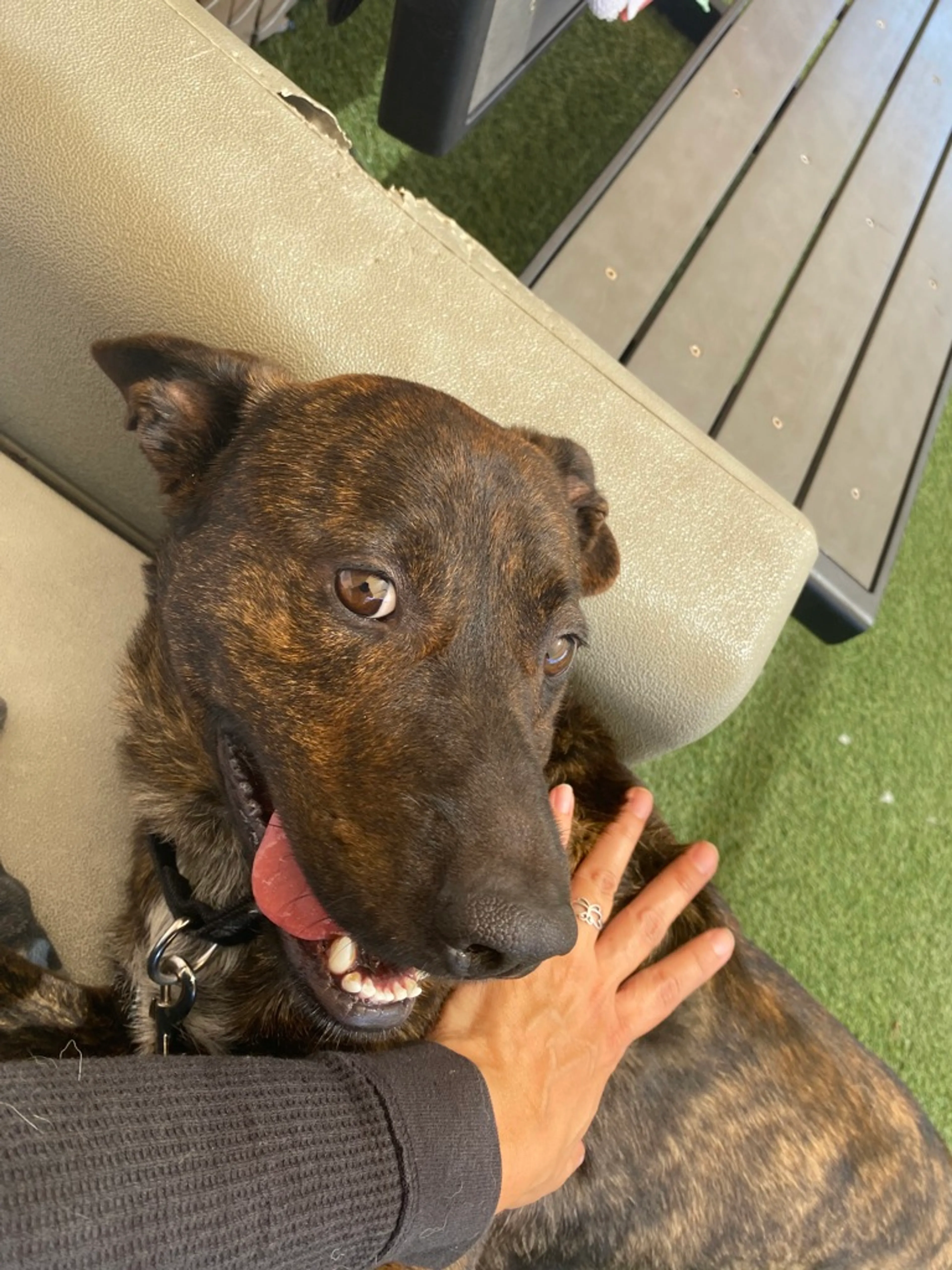 Found pet-1