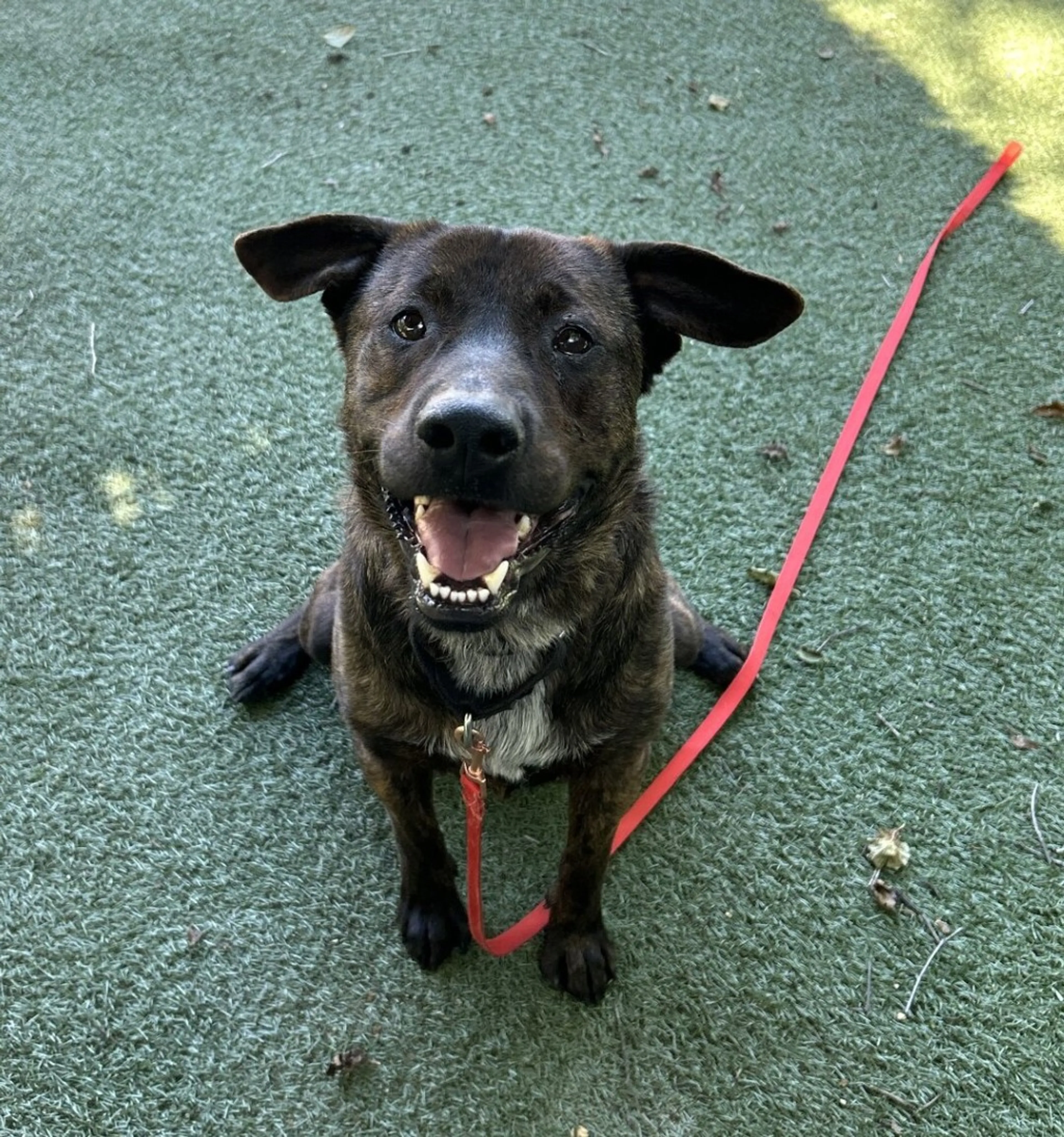 Found pet-6