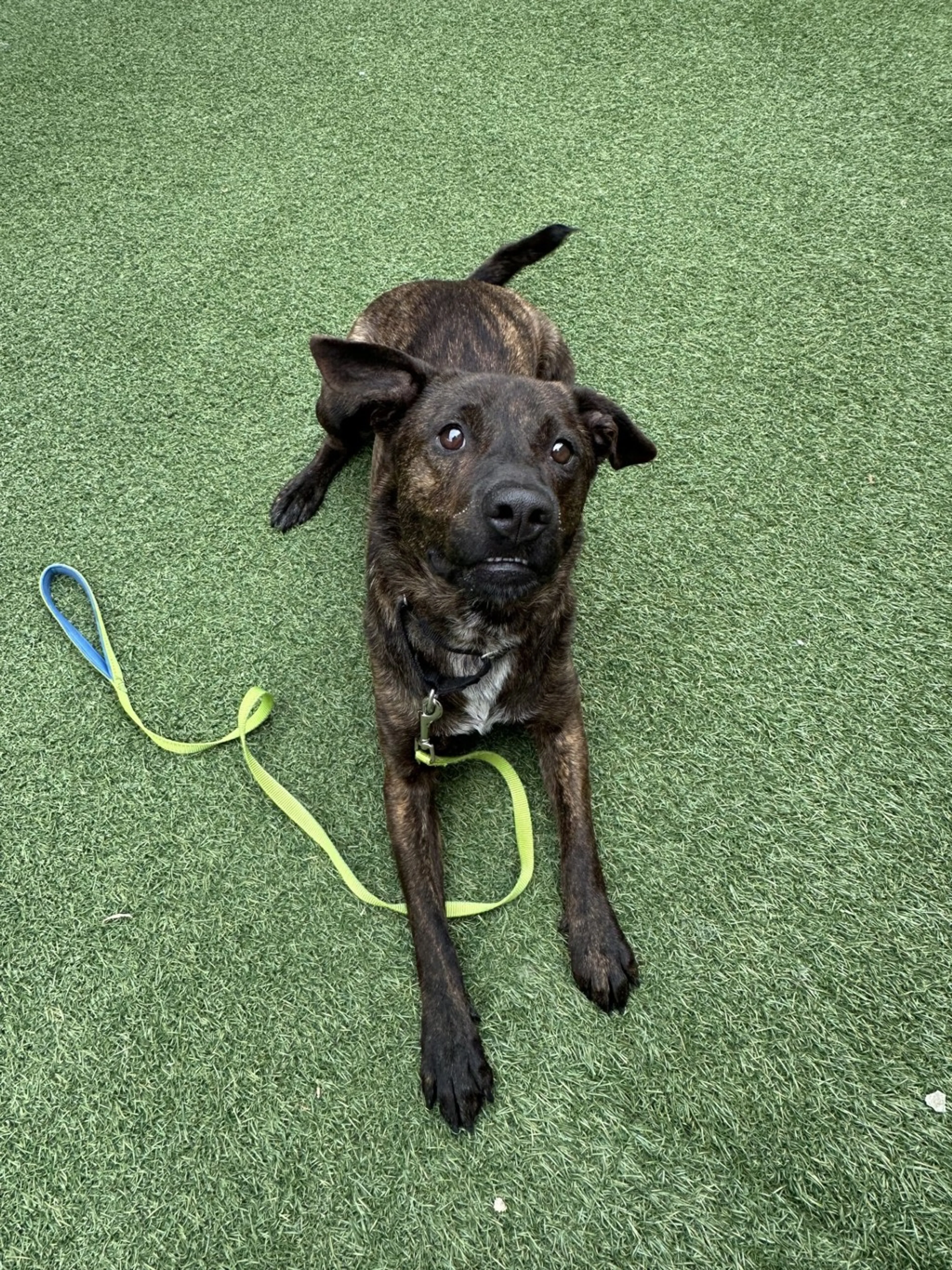 Found pet-4