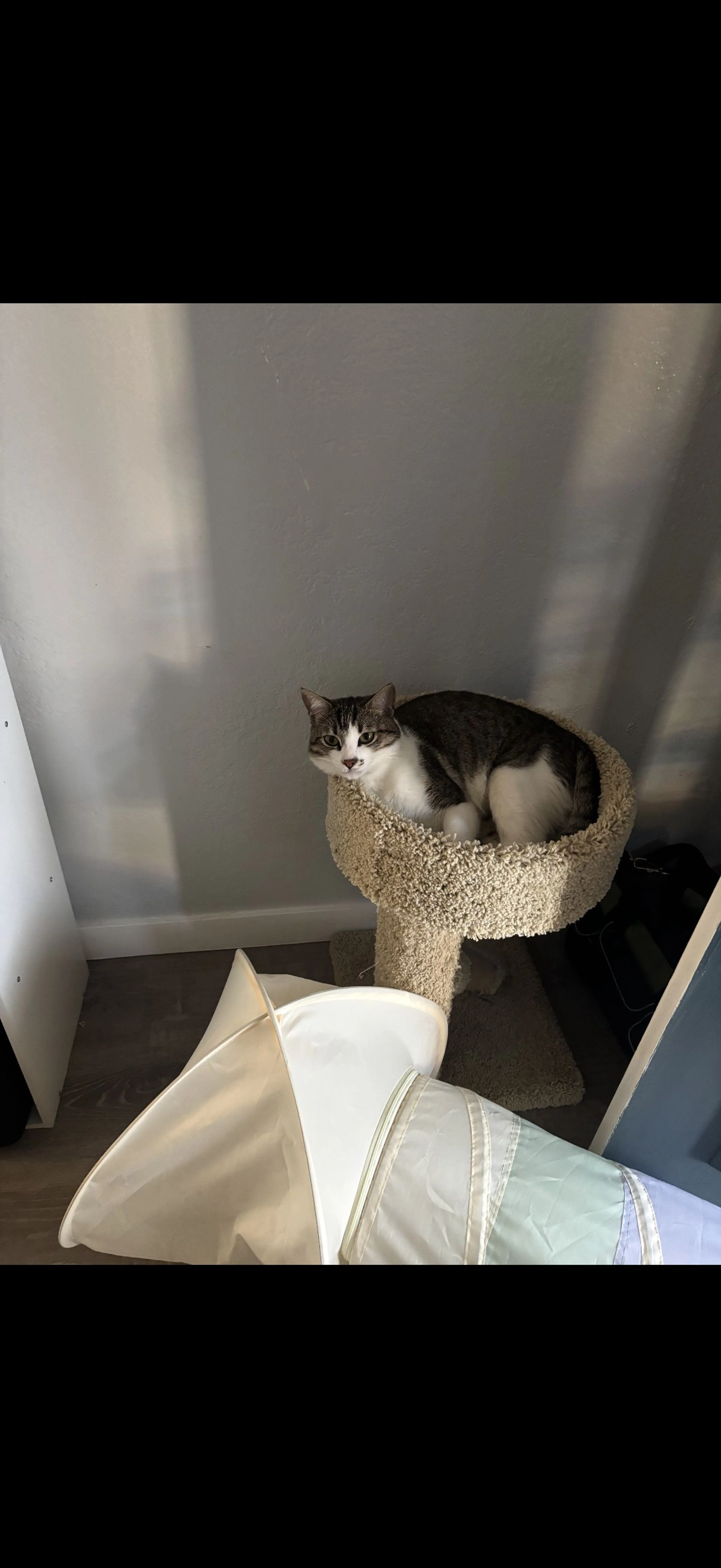 Lost pet-0