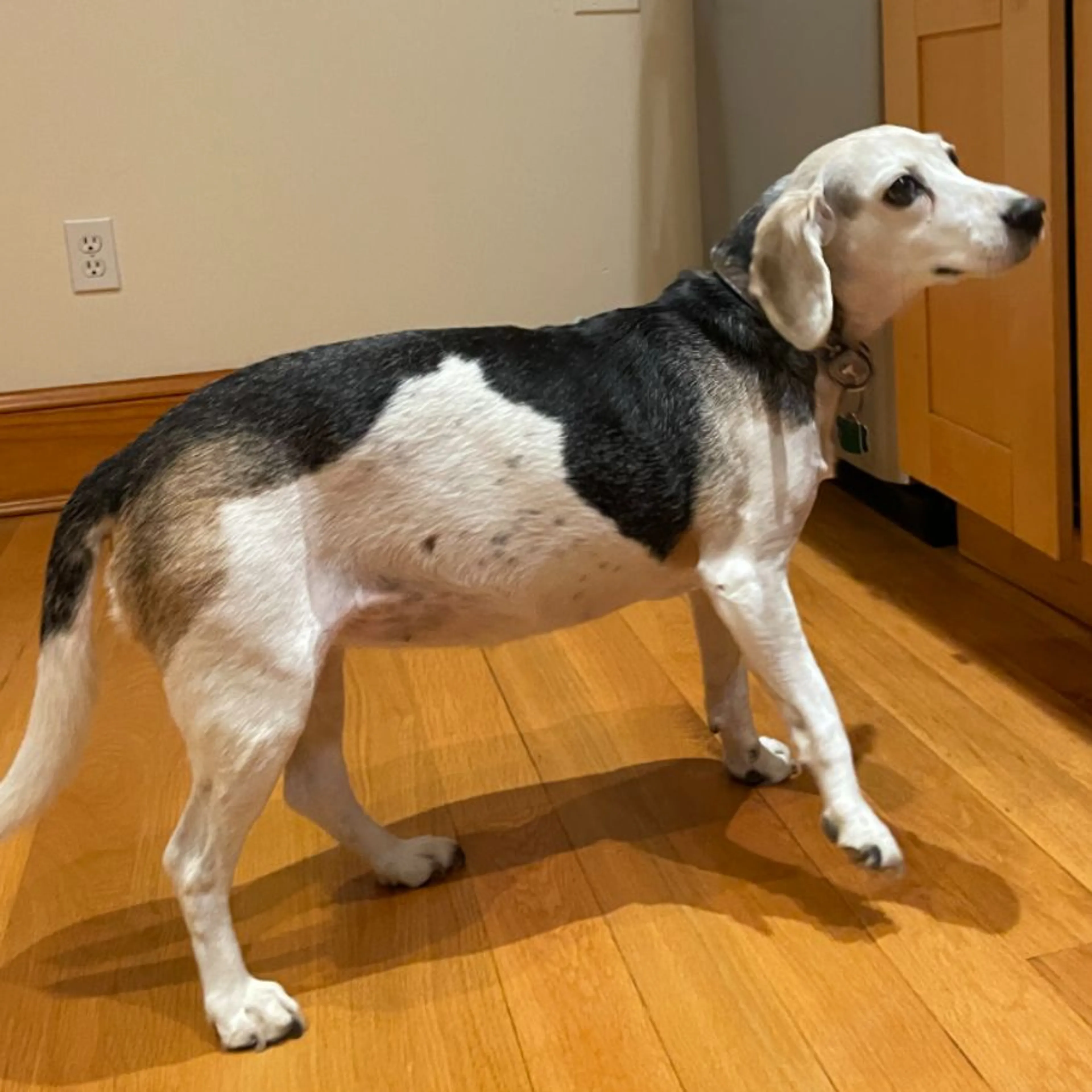 Lost pet