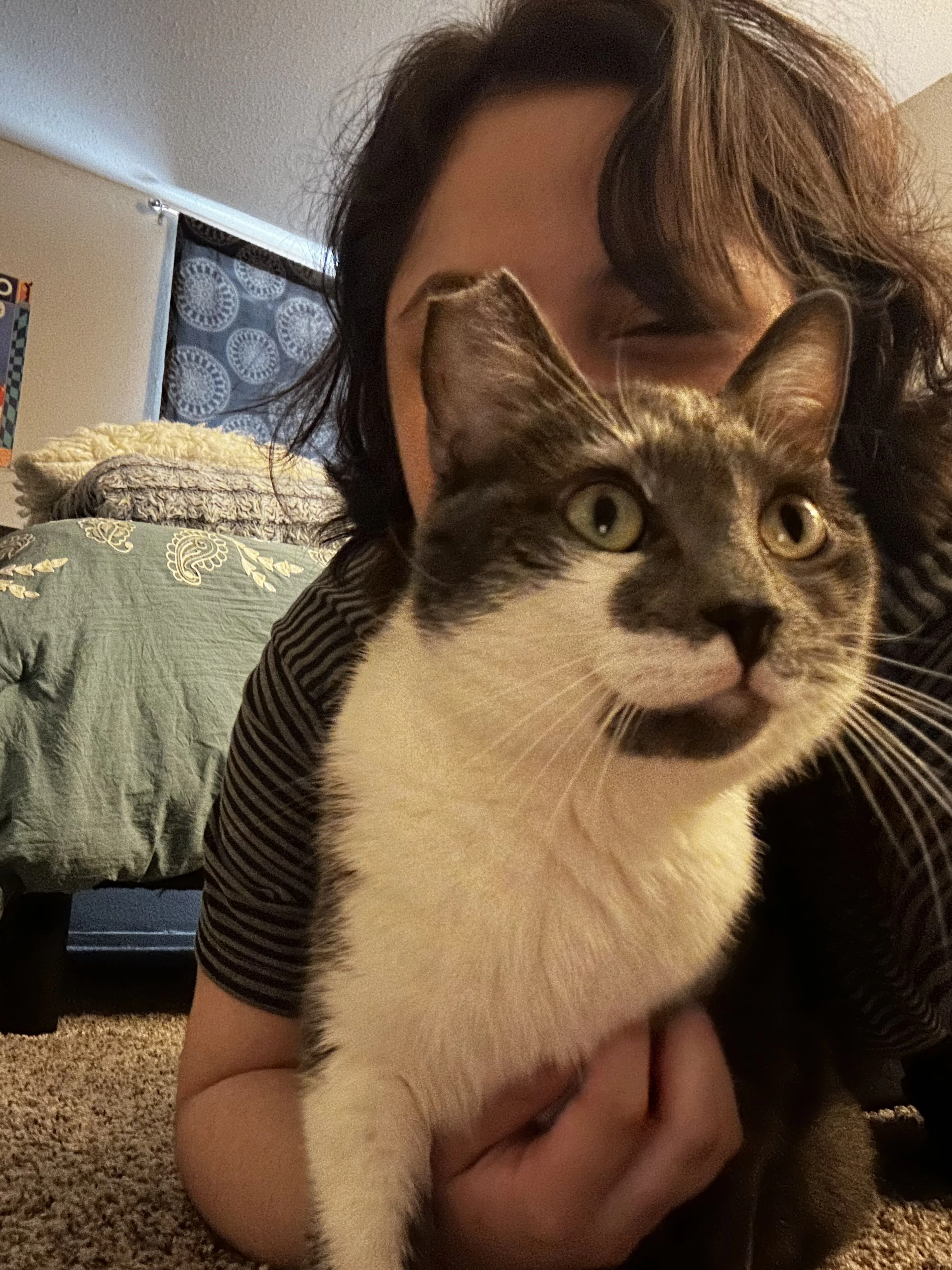 Lost pet-1
