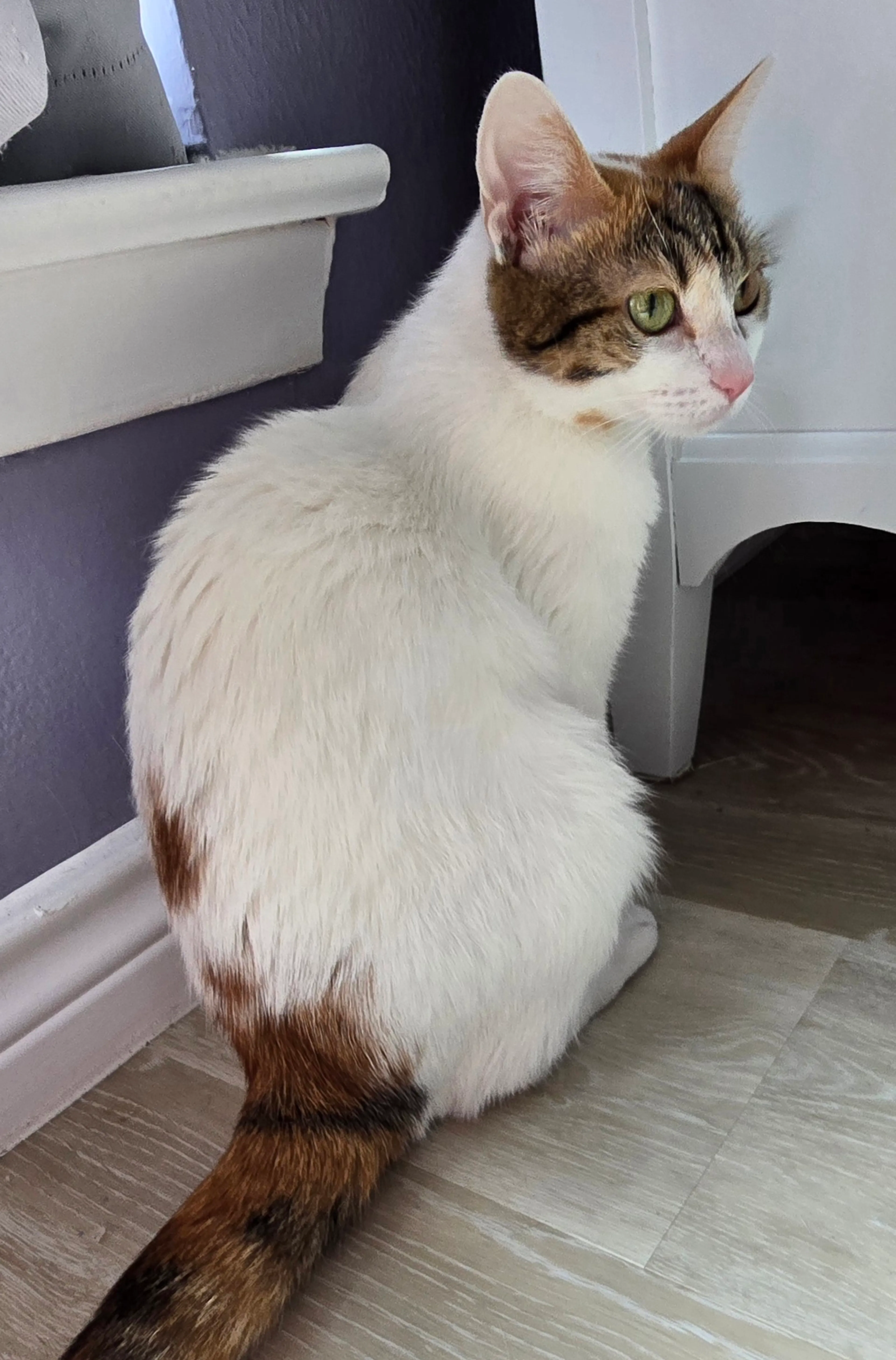 Found pet-1