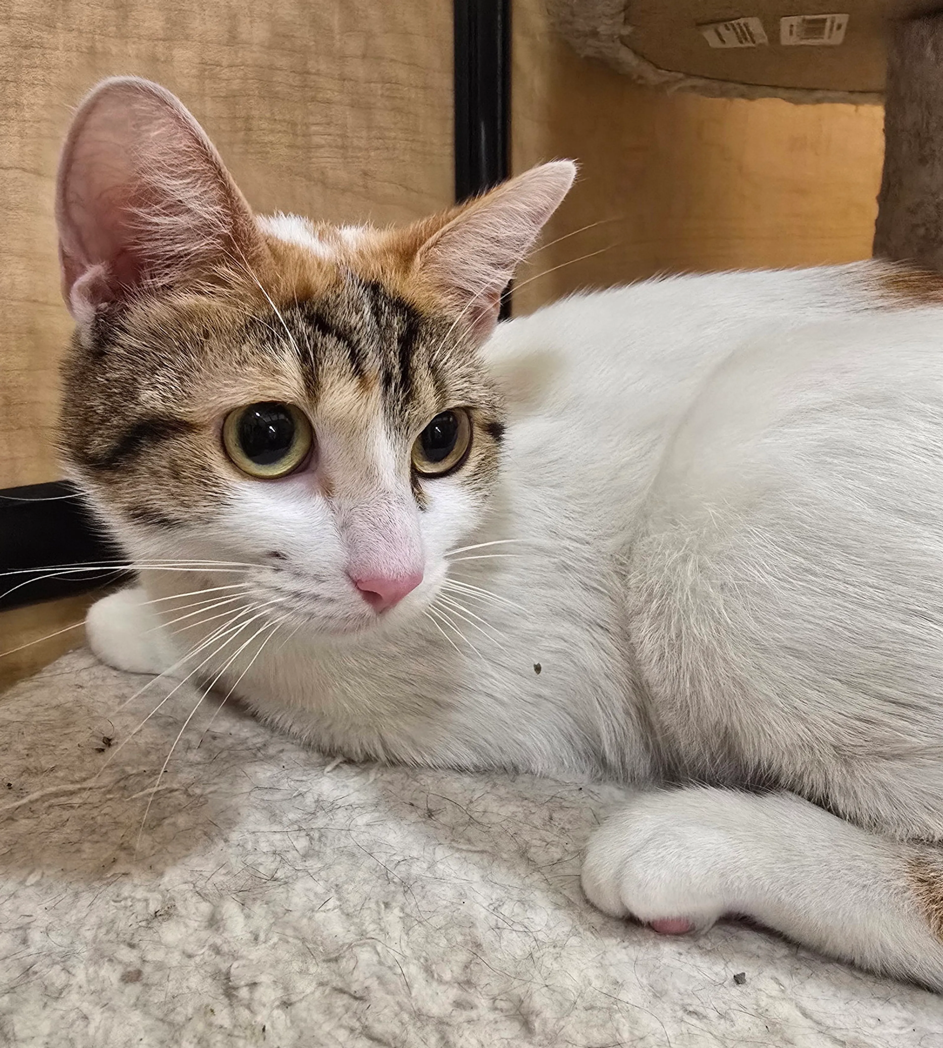 Found pet-6