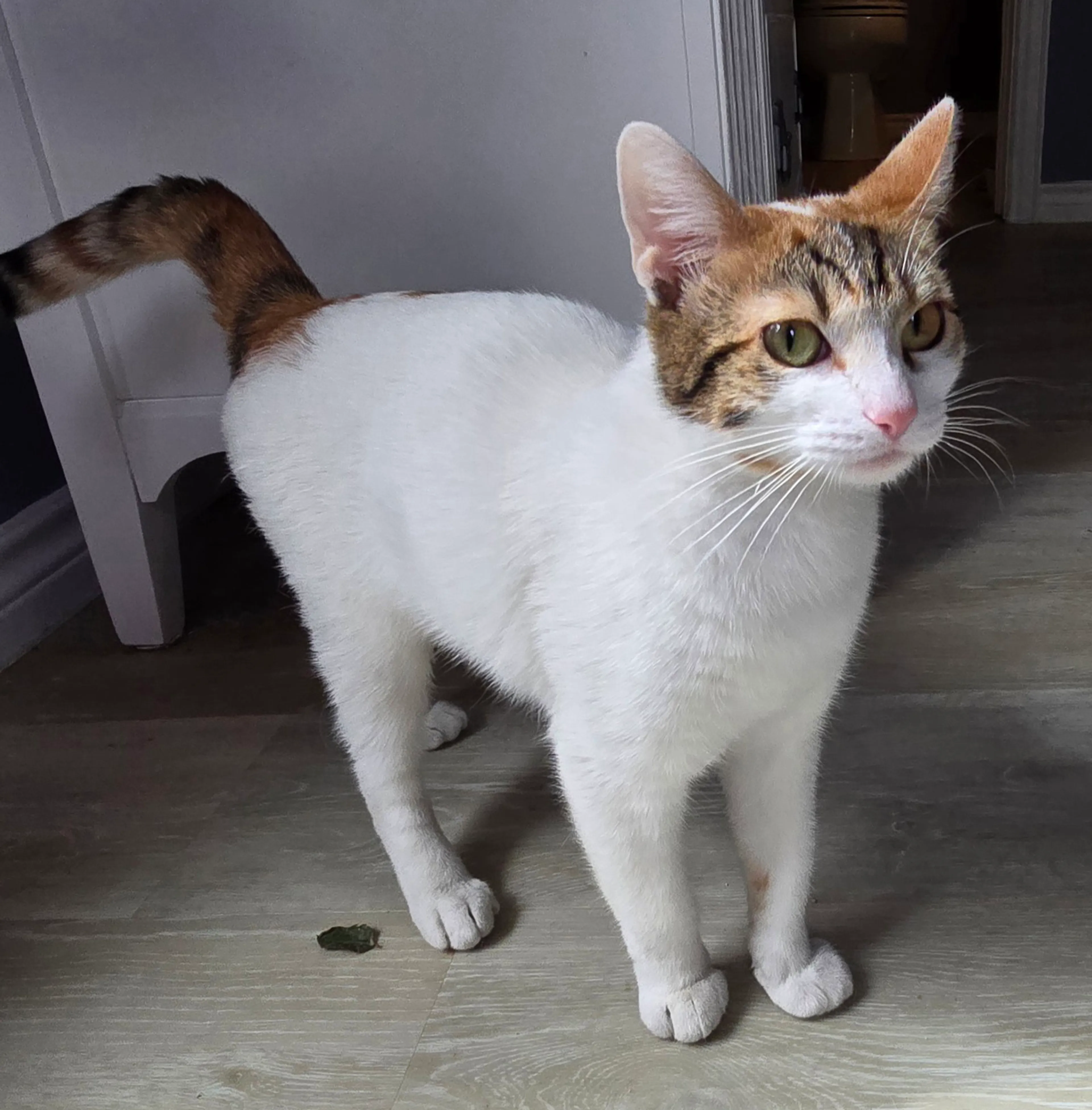 Found pet-2