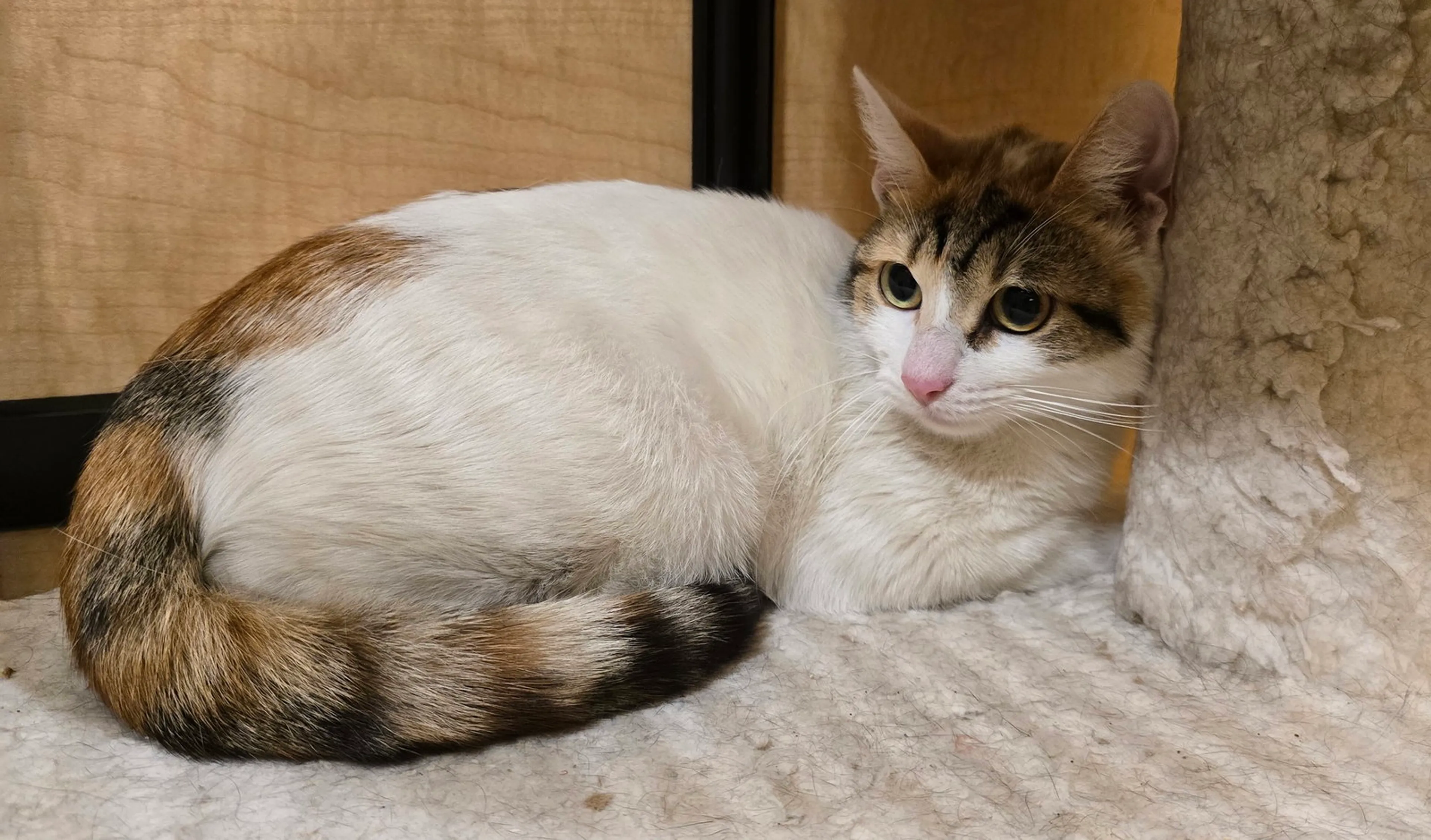 Found pet-5