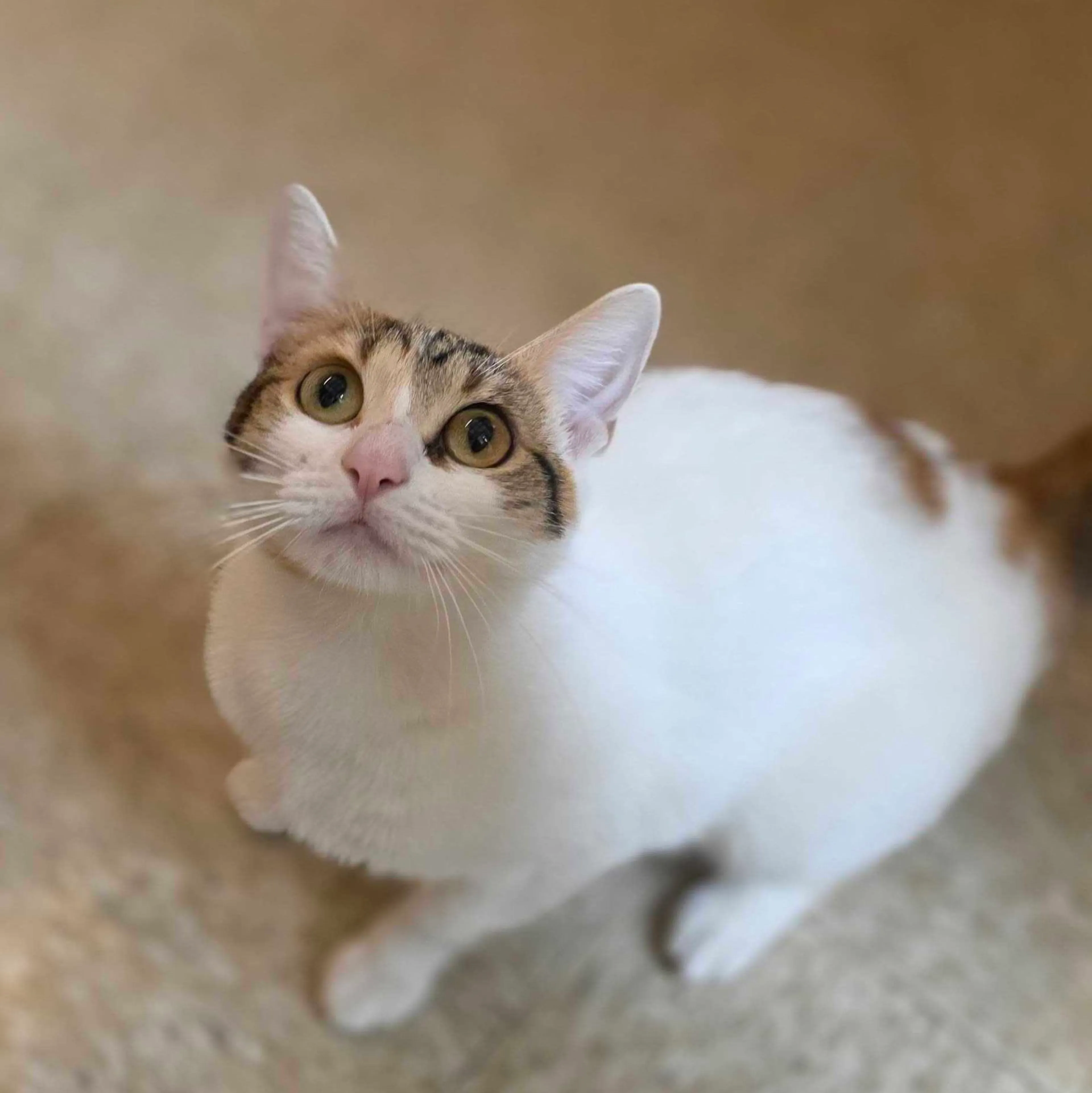 Found pet-4