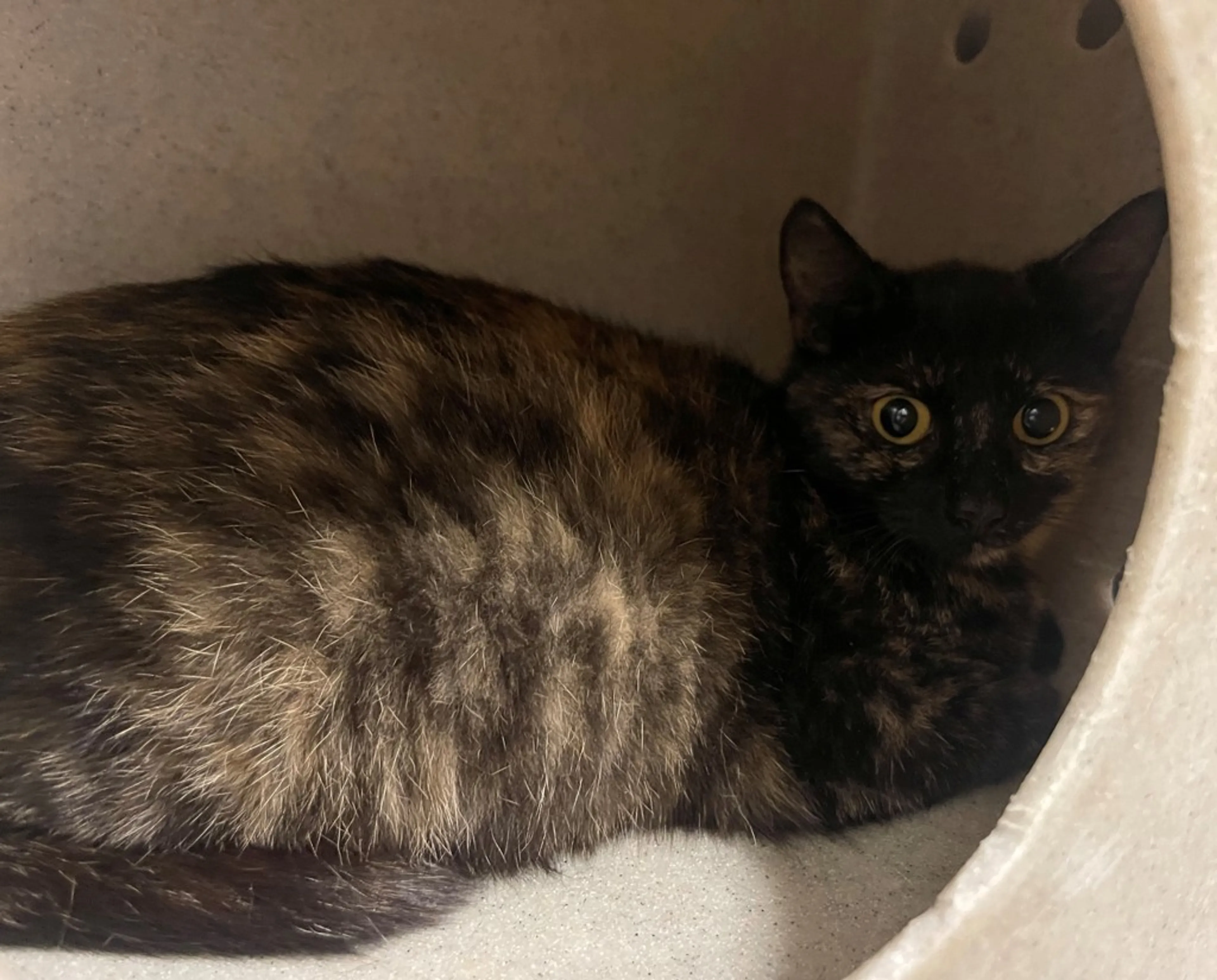 Found pet-2