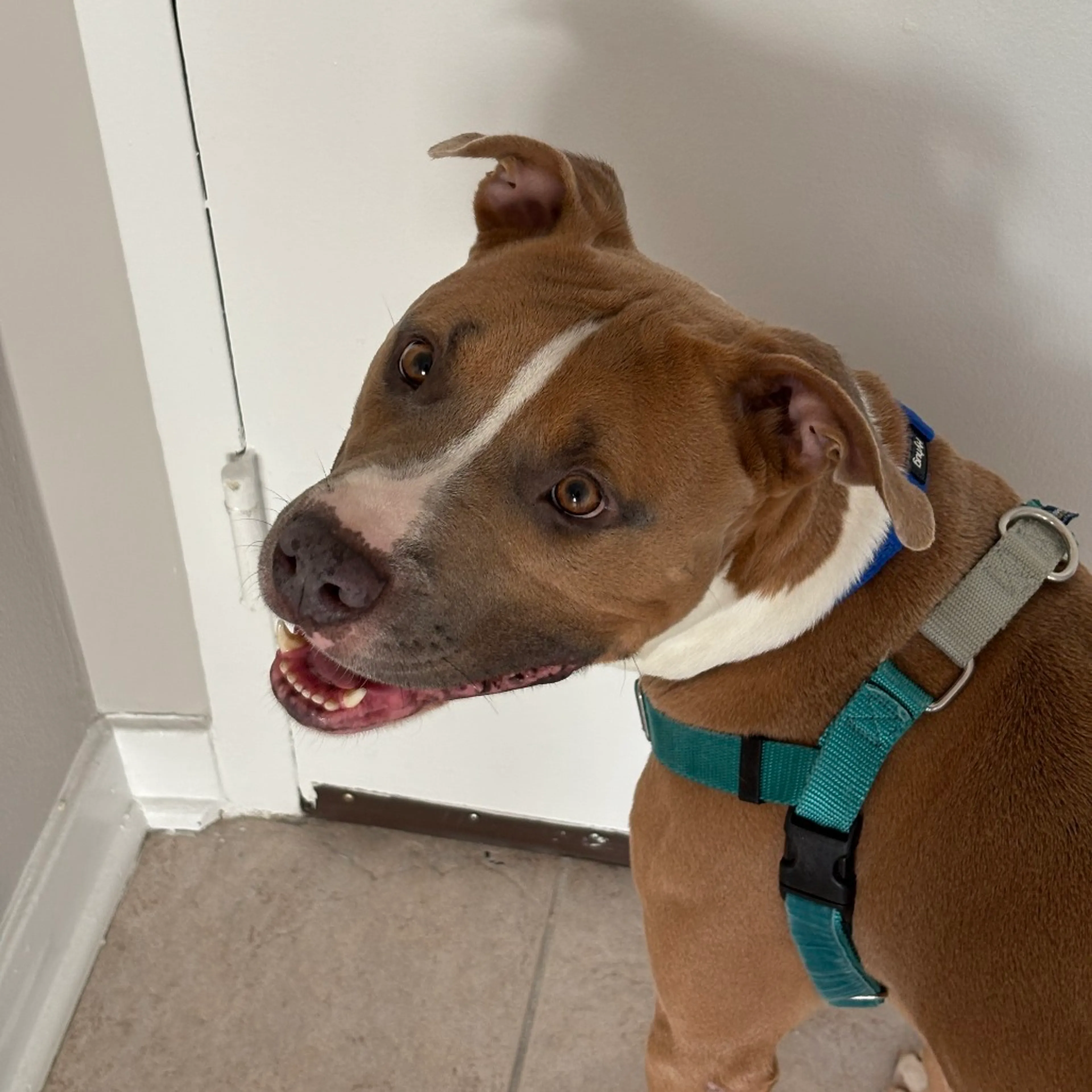 Found pet-9
